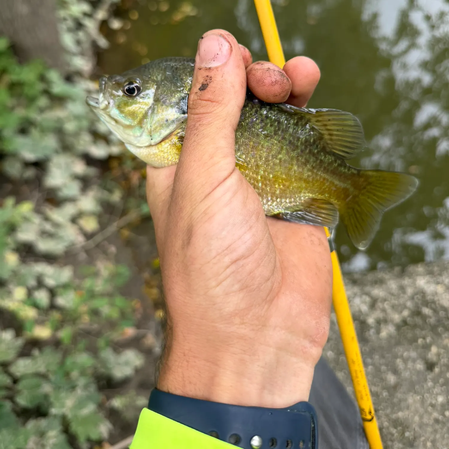 Bluegill caught on Fishbrain