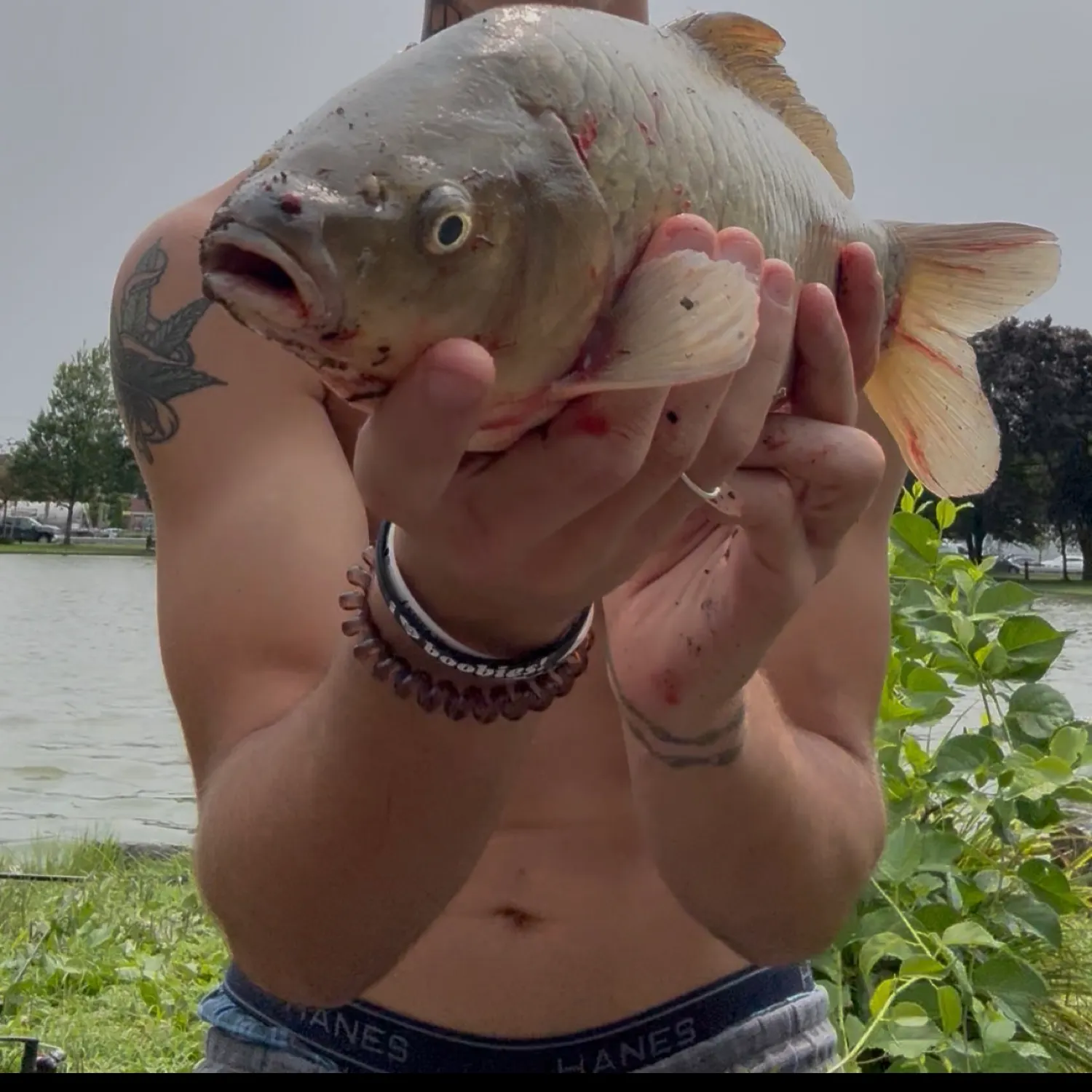 The most recent F1 carp catches on Fishbrain