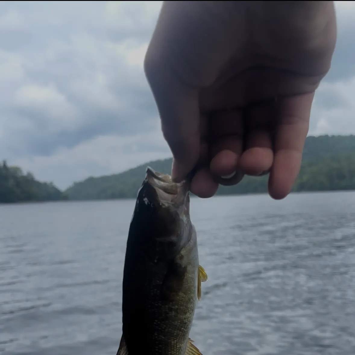 Smallmouth bass caught on Fishbrain