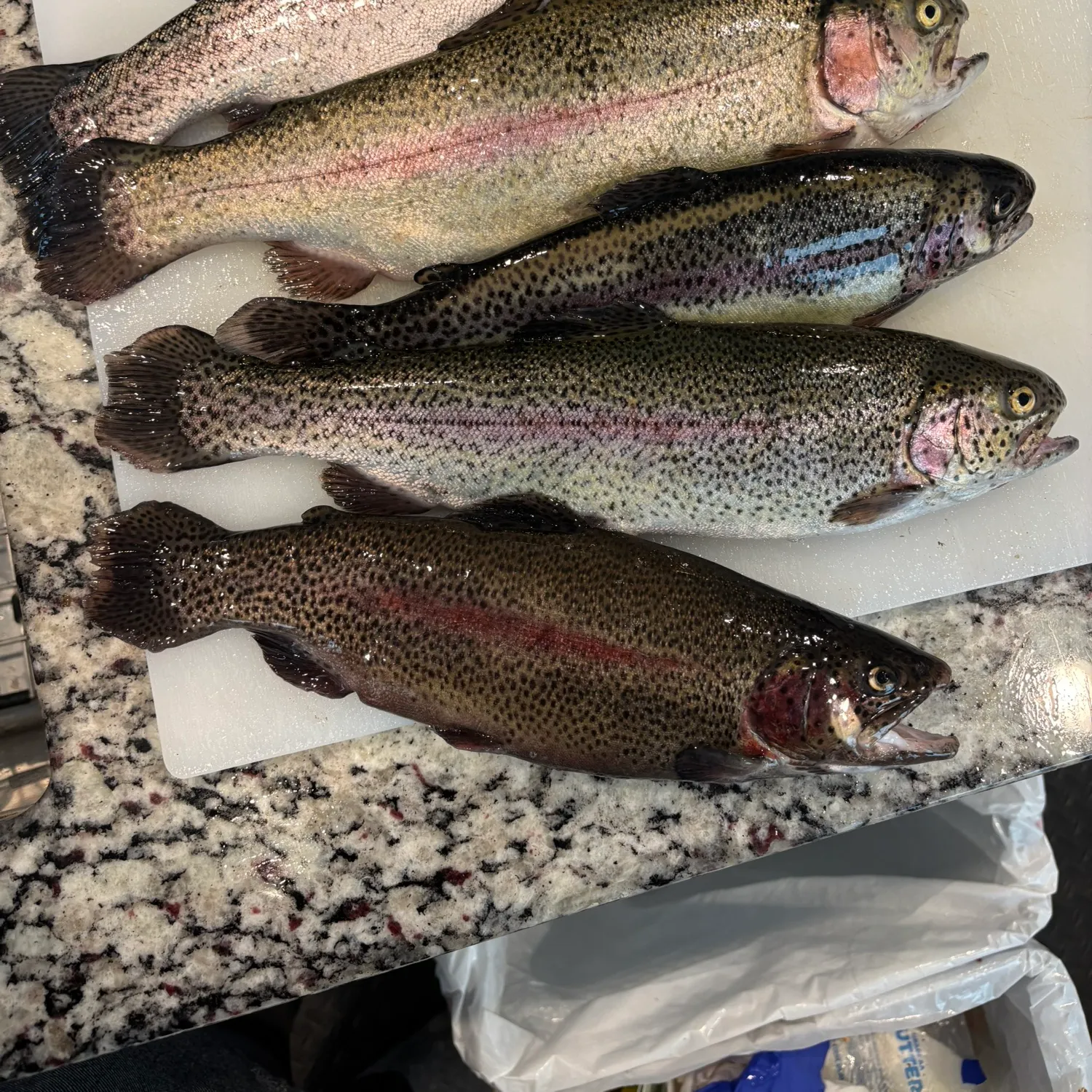 recently logged catches