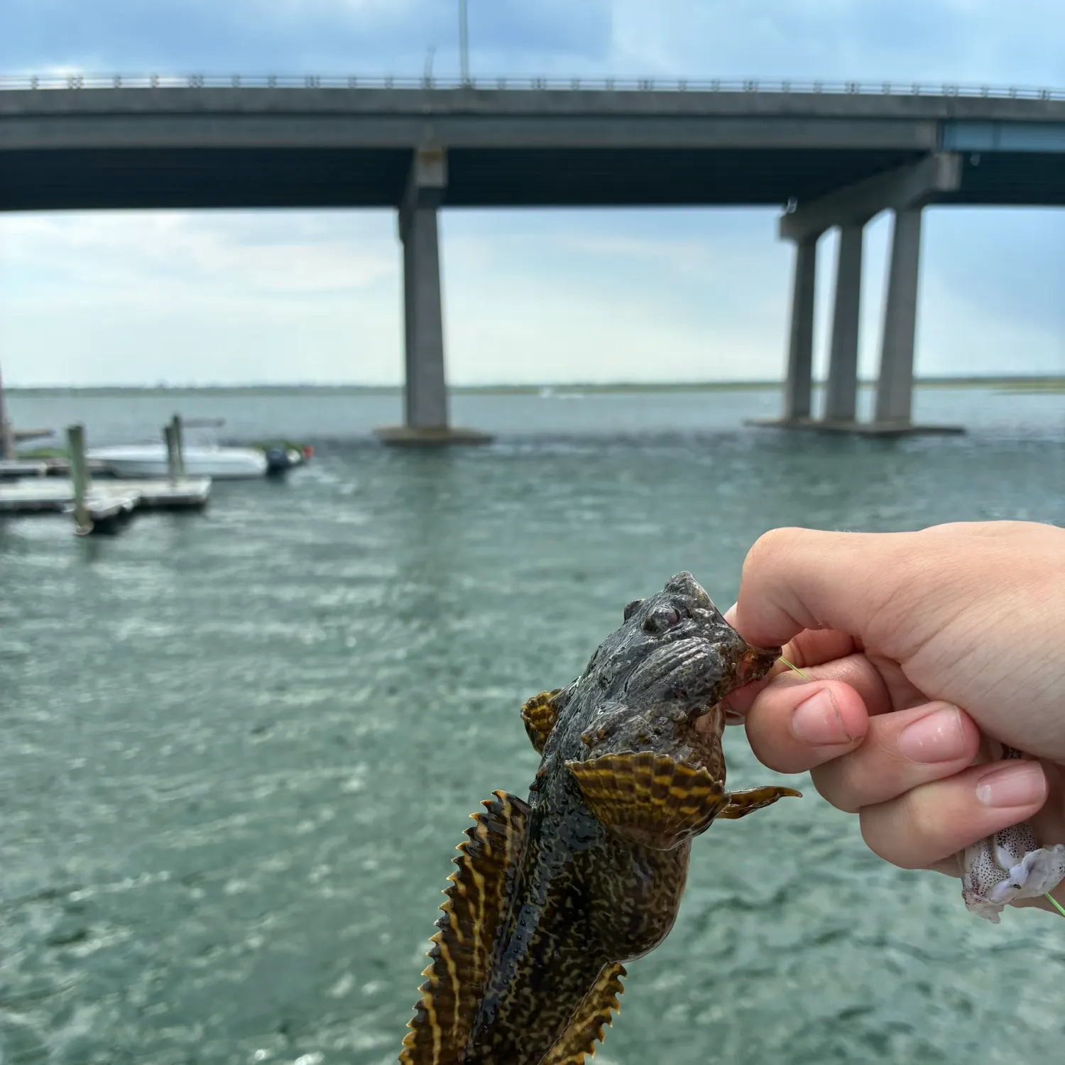 The most recent Oyster toadfish catches on Fishbrain