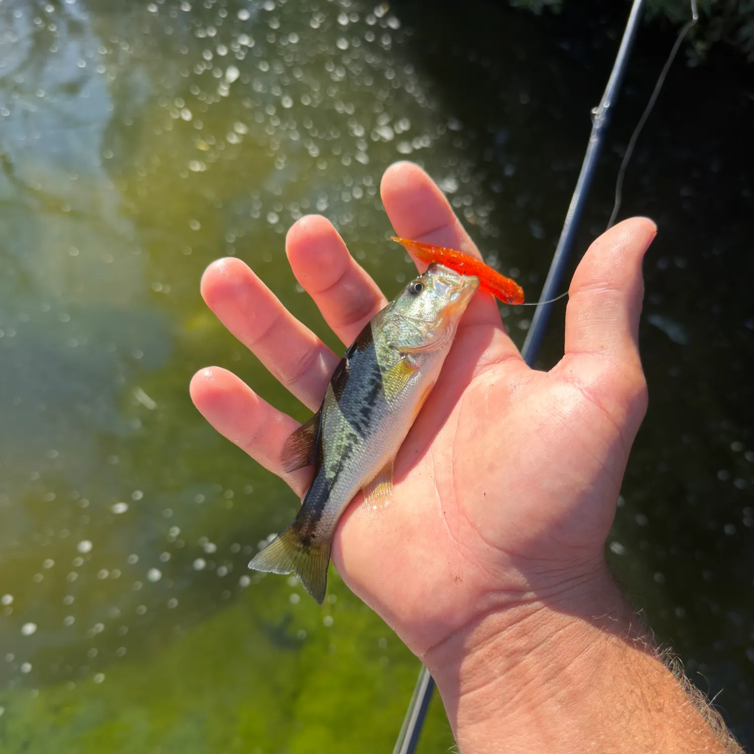 Spotted bass caught on Fishbrain