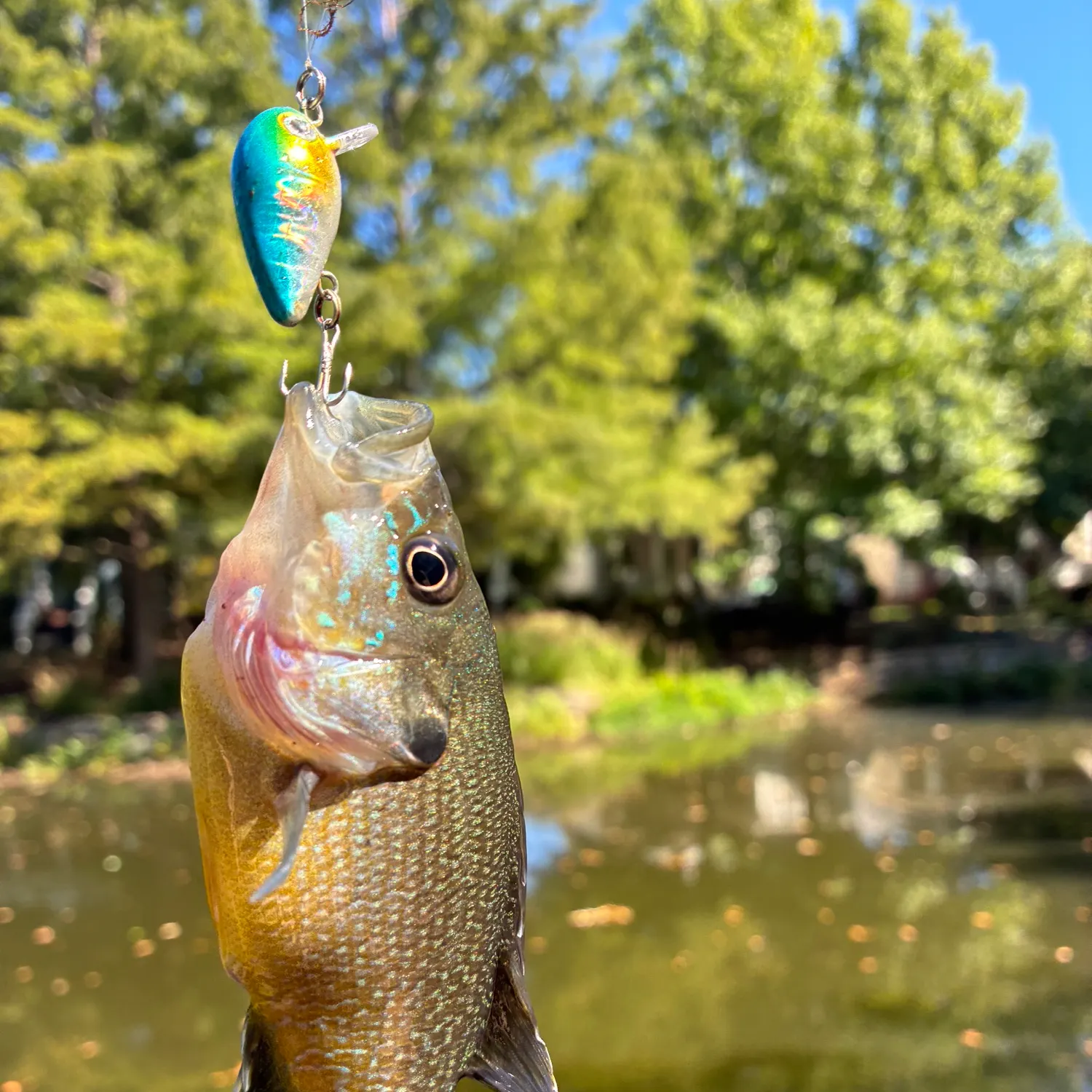 Green sunfish caught on Fishbrain