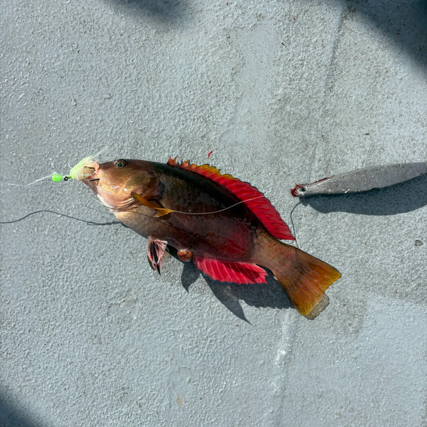 The most recent Crimsonband wrasse catches on Fishbrain