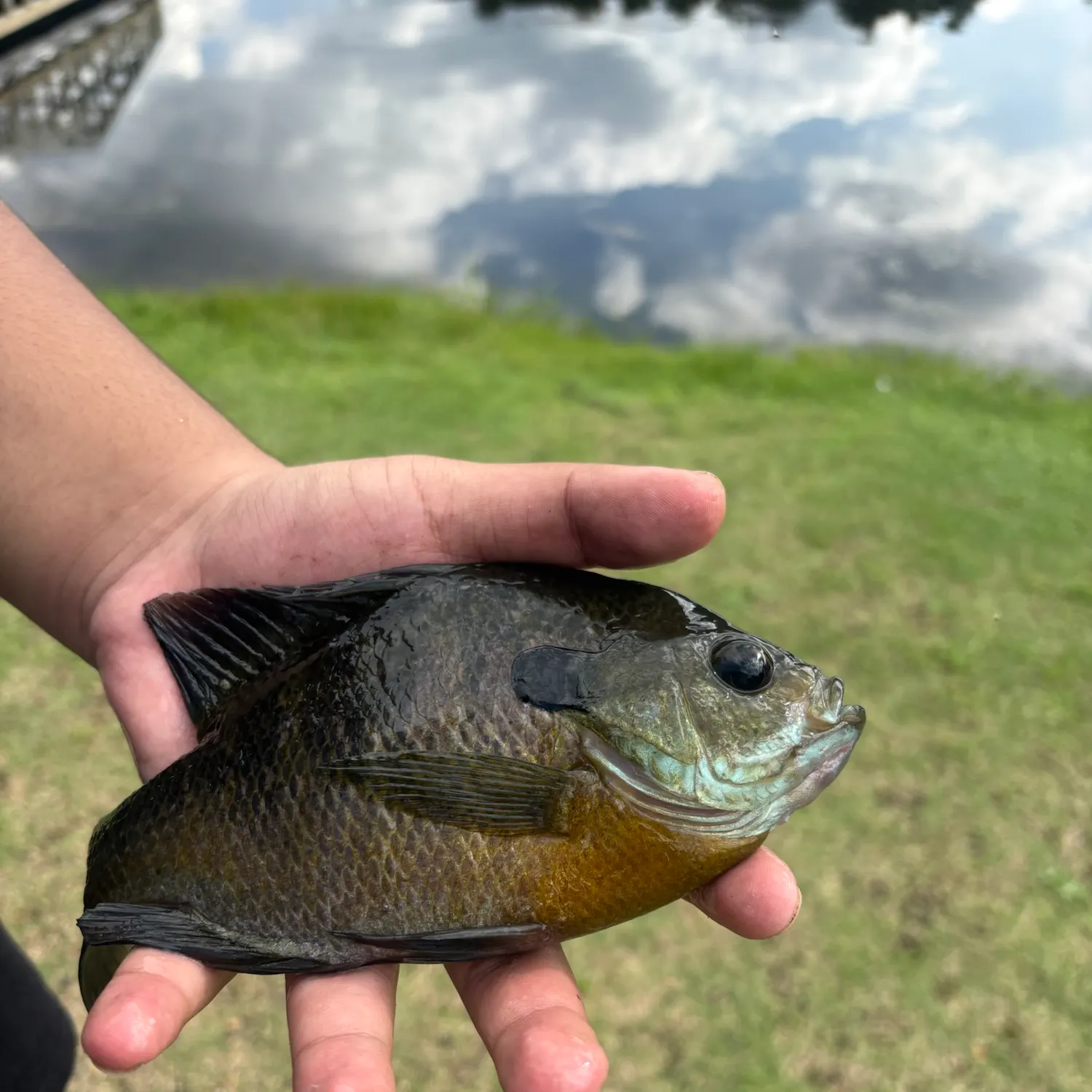 Bluegill caught on Fishbrain