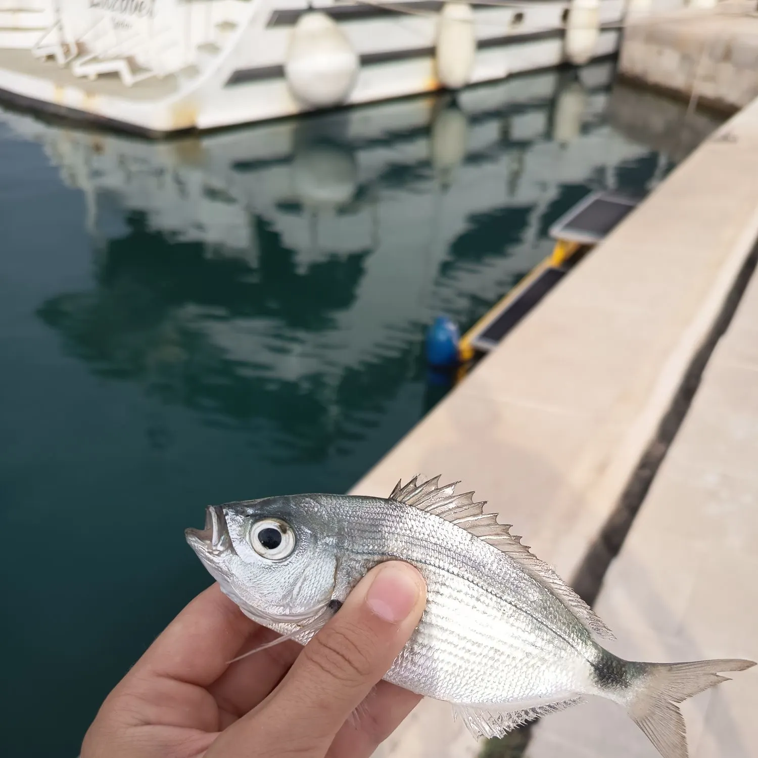The most recent Saddled seabream catches on Fishbrain