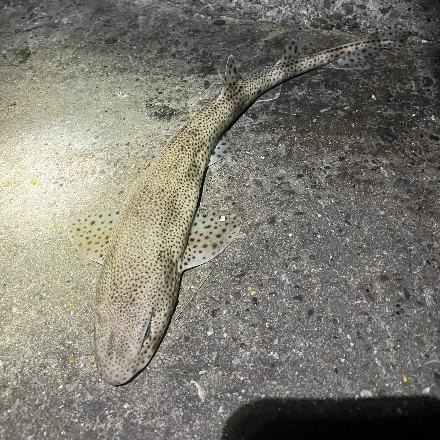 The most recent Lesser spotted dogfish catches on Fishbrain