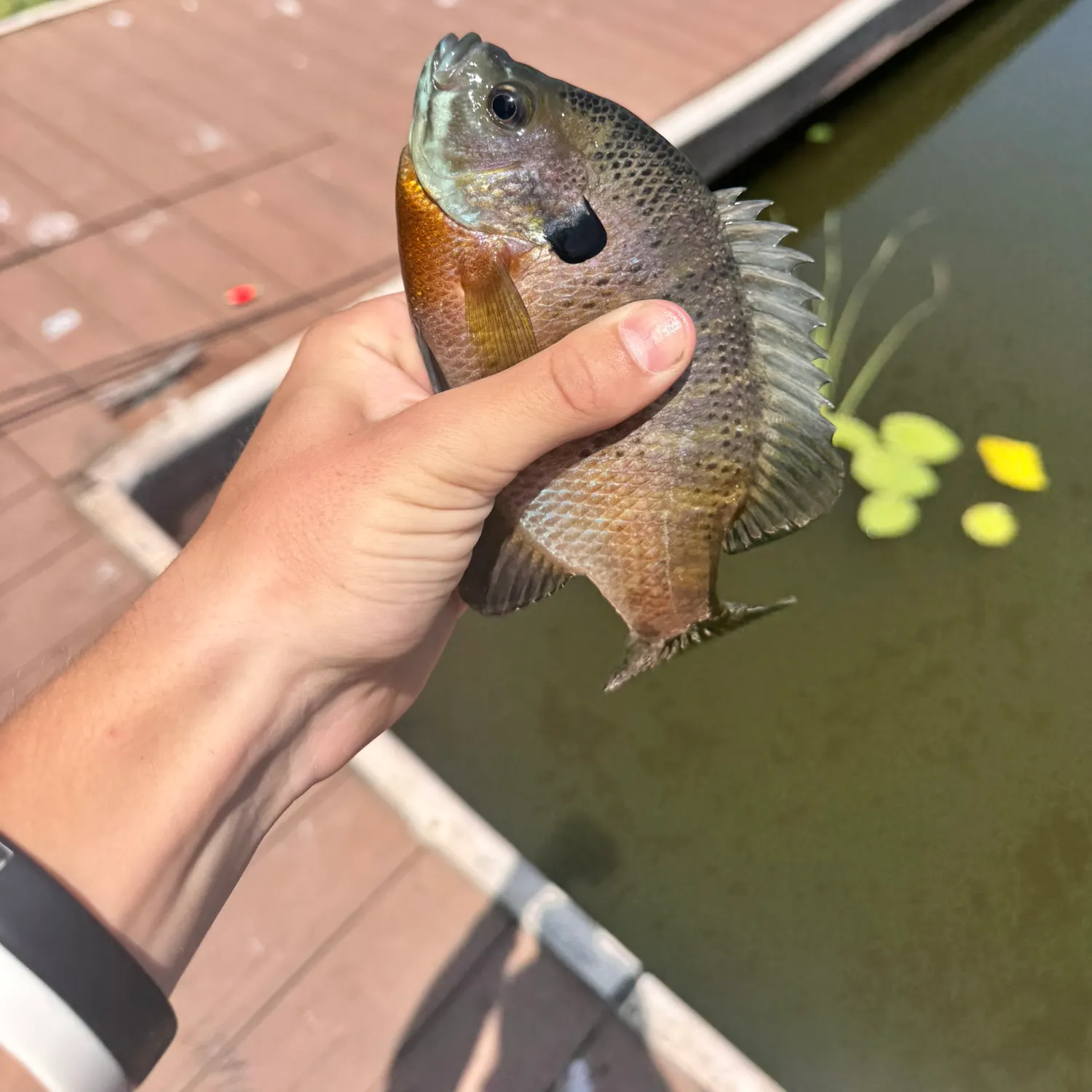 catch