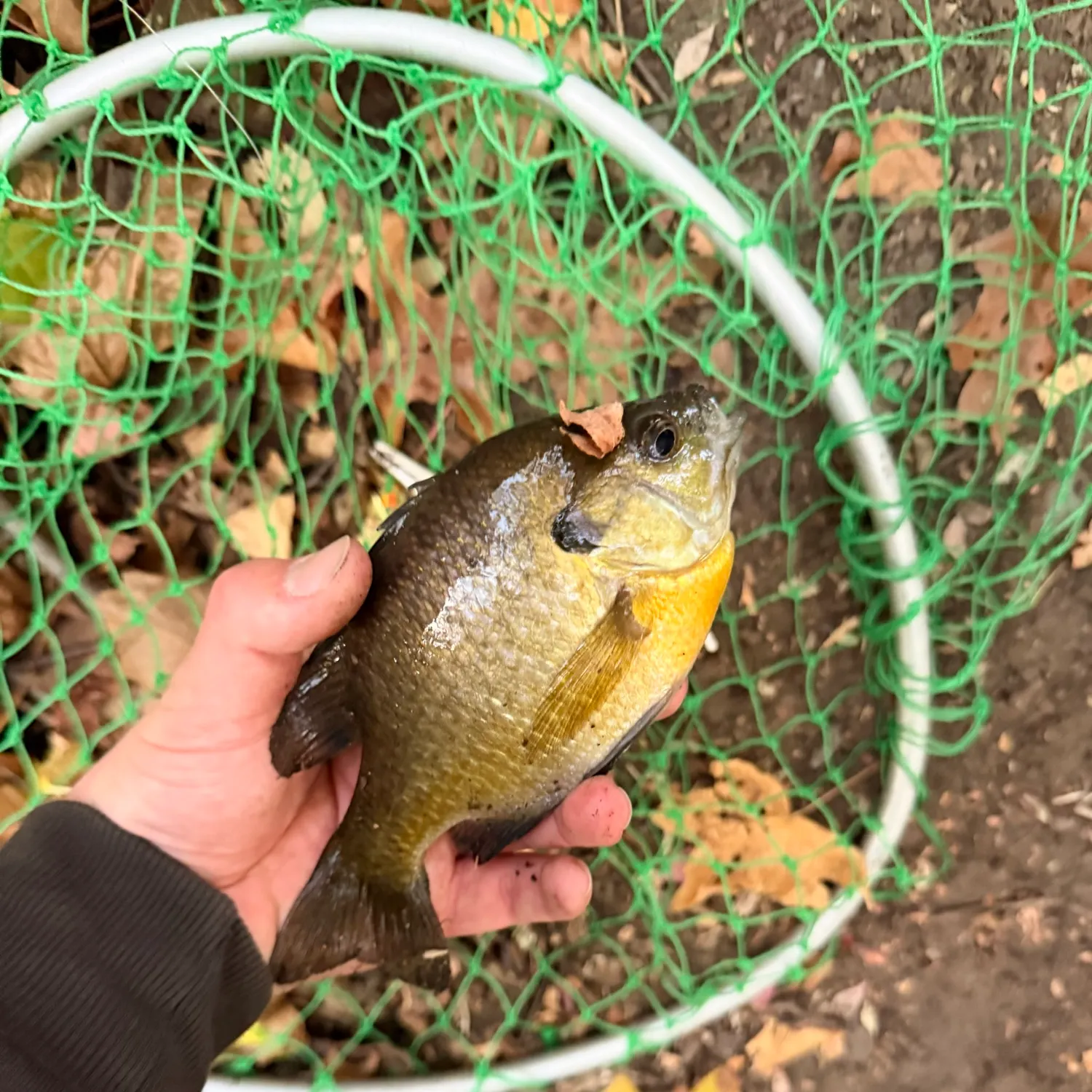 Bluegill caught on Fishbrain