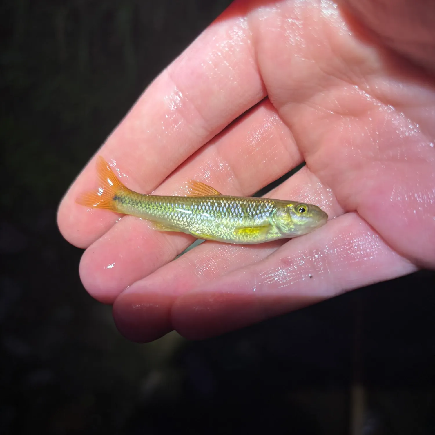 The most recent River chub catches on Fishbrain