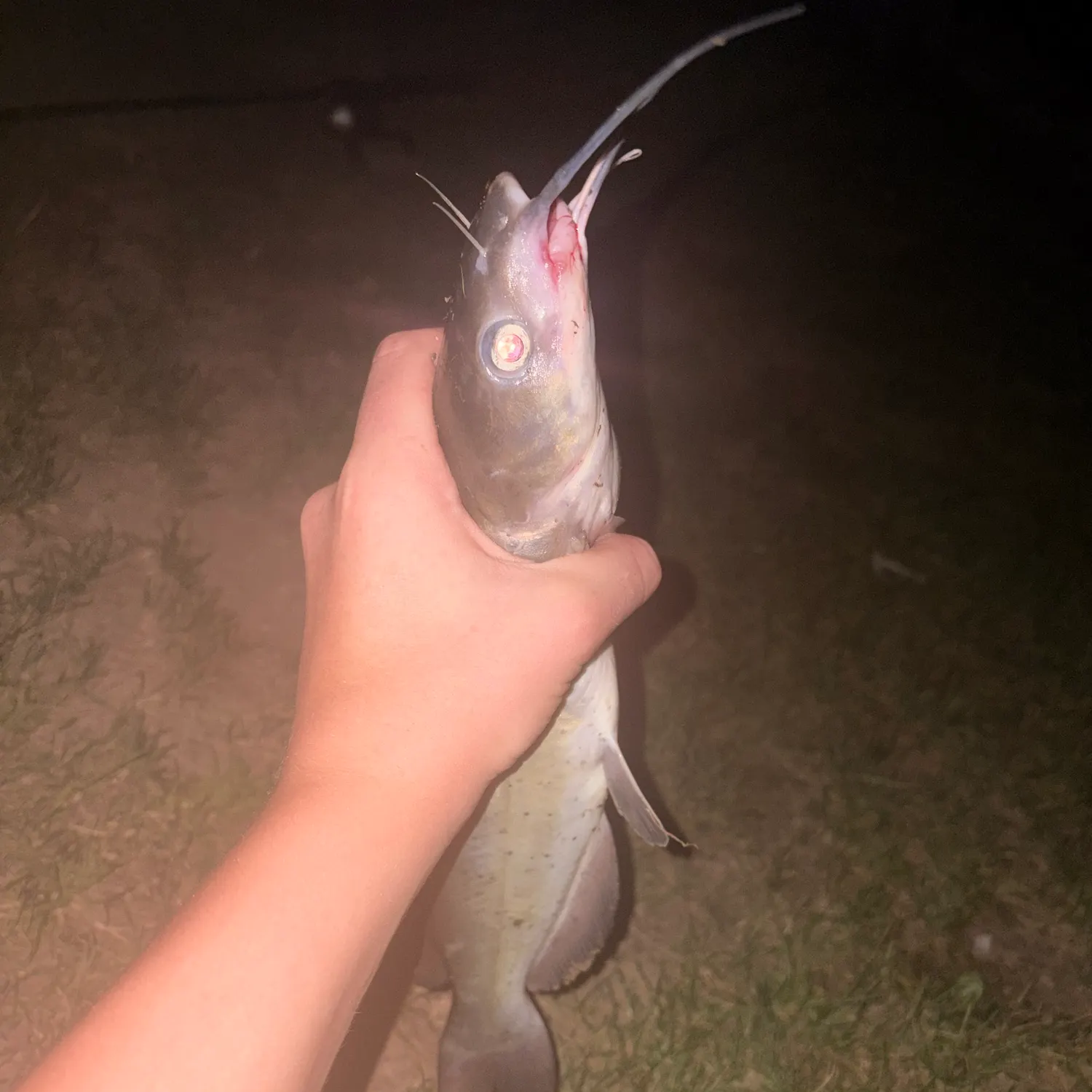 Channel catfish caught on Fishbrain