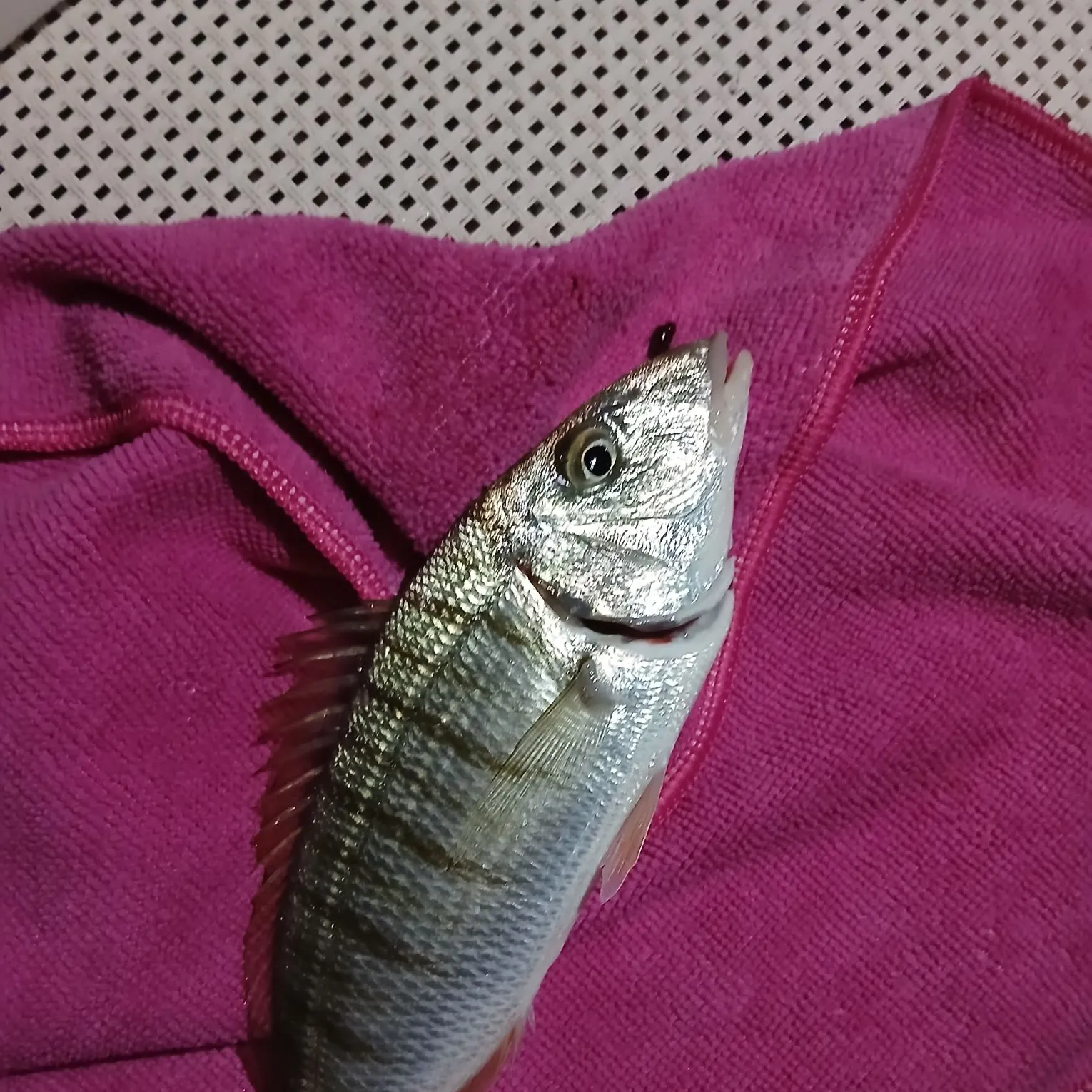 Striped seabream caught on Fishbrain