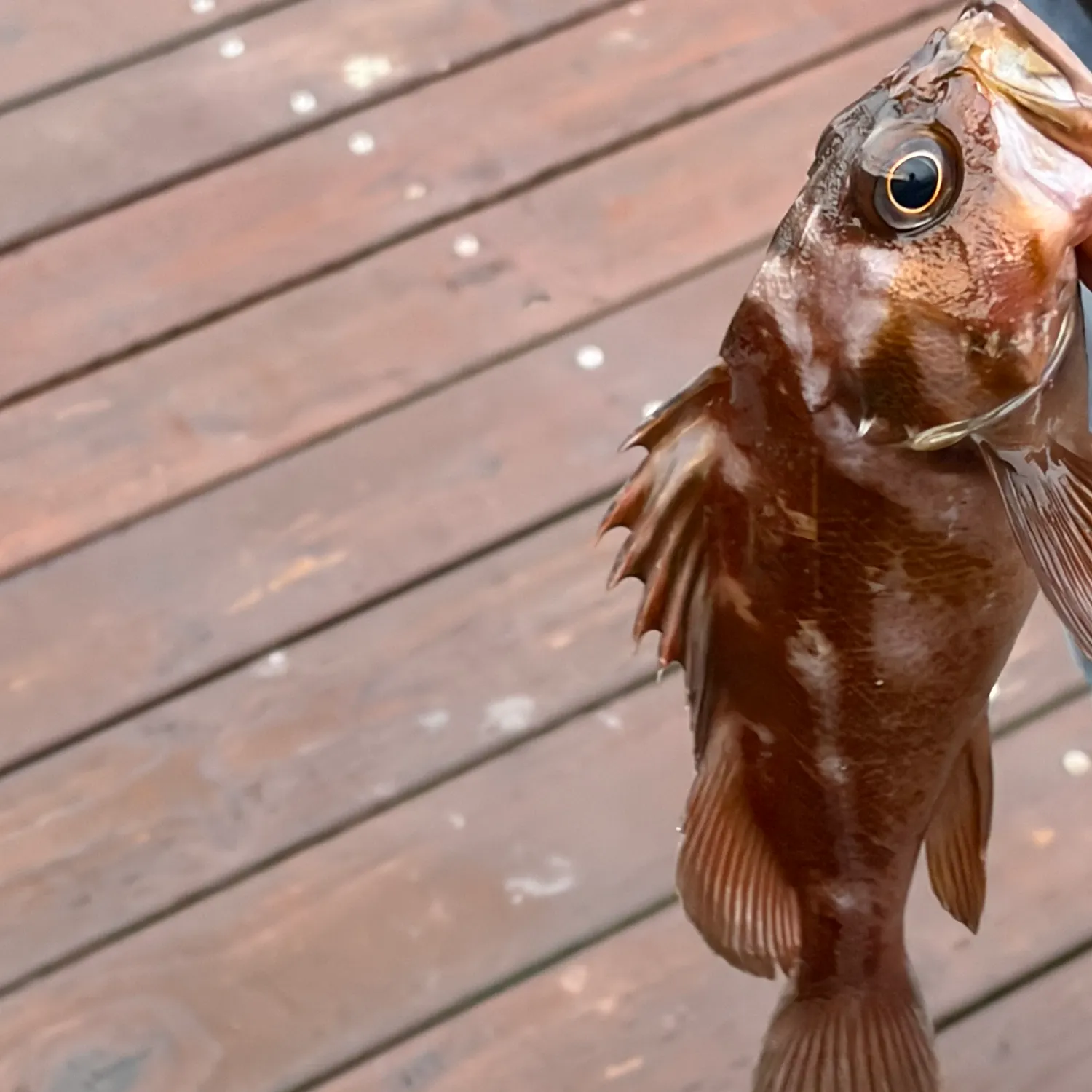 The most recent Copper rockfish catches on Fishbrain
