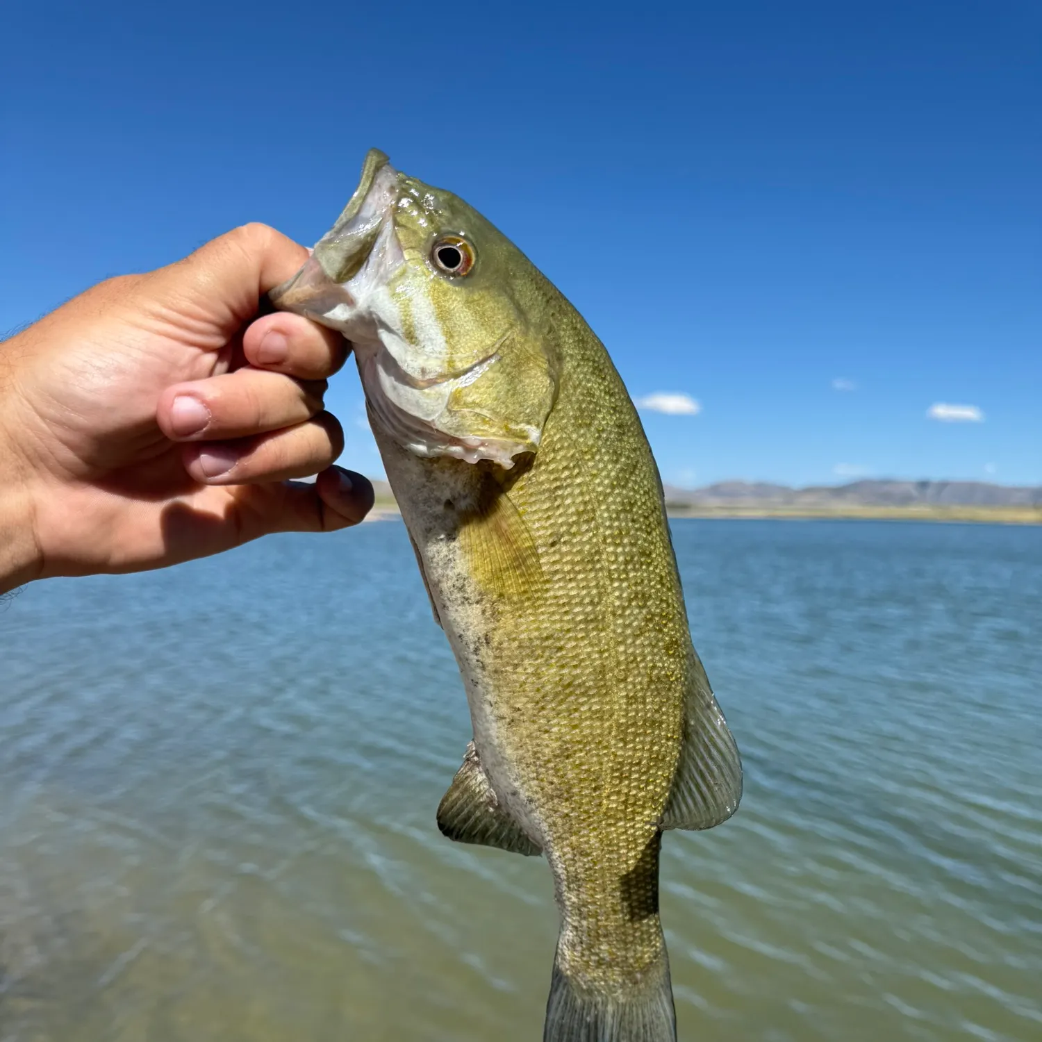 Smallmouth bass caught on Fishbrain