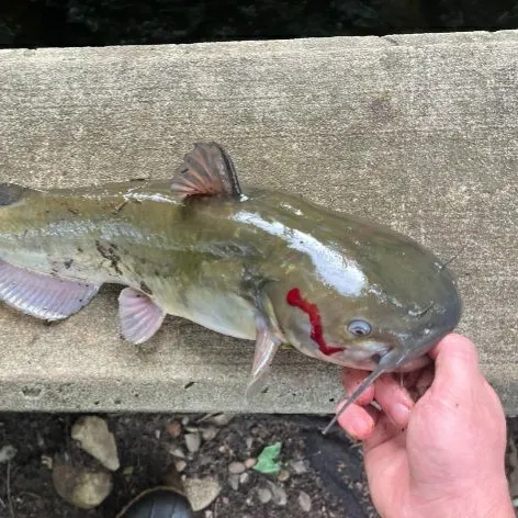 Channel catfish caught on Fishbrain