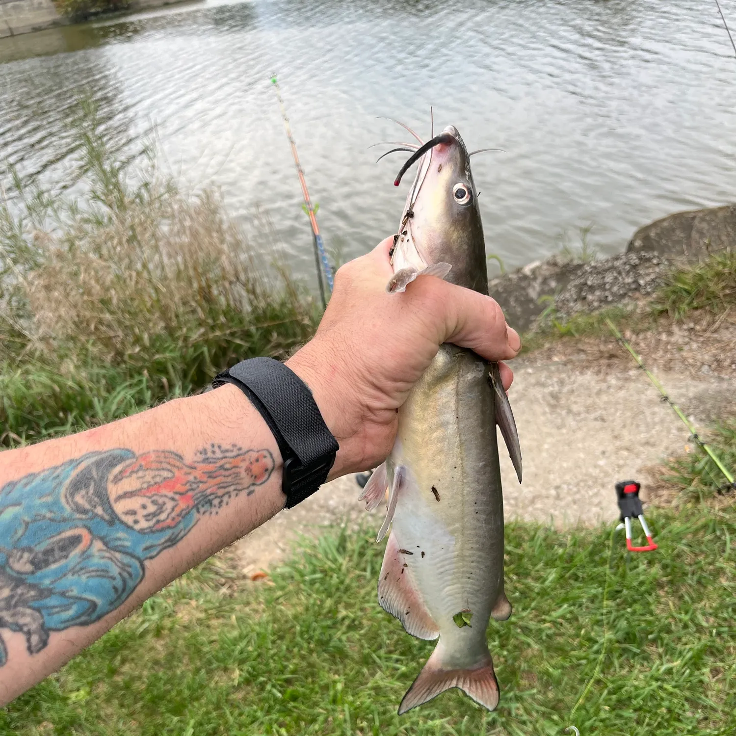 Channel catfish caught on Fishbrain