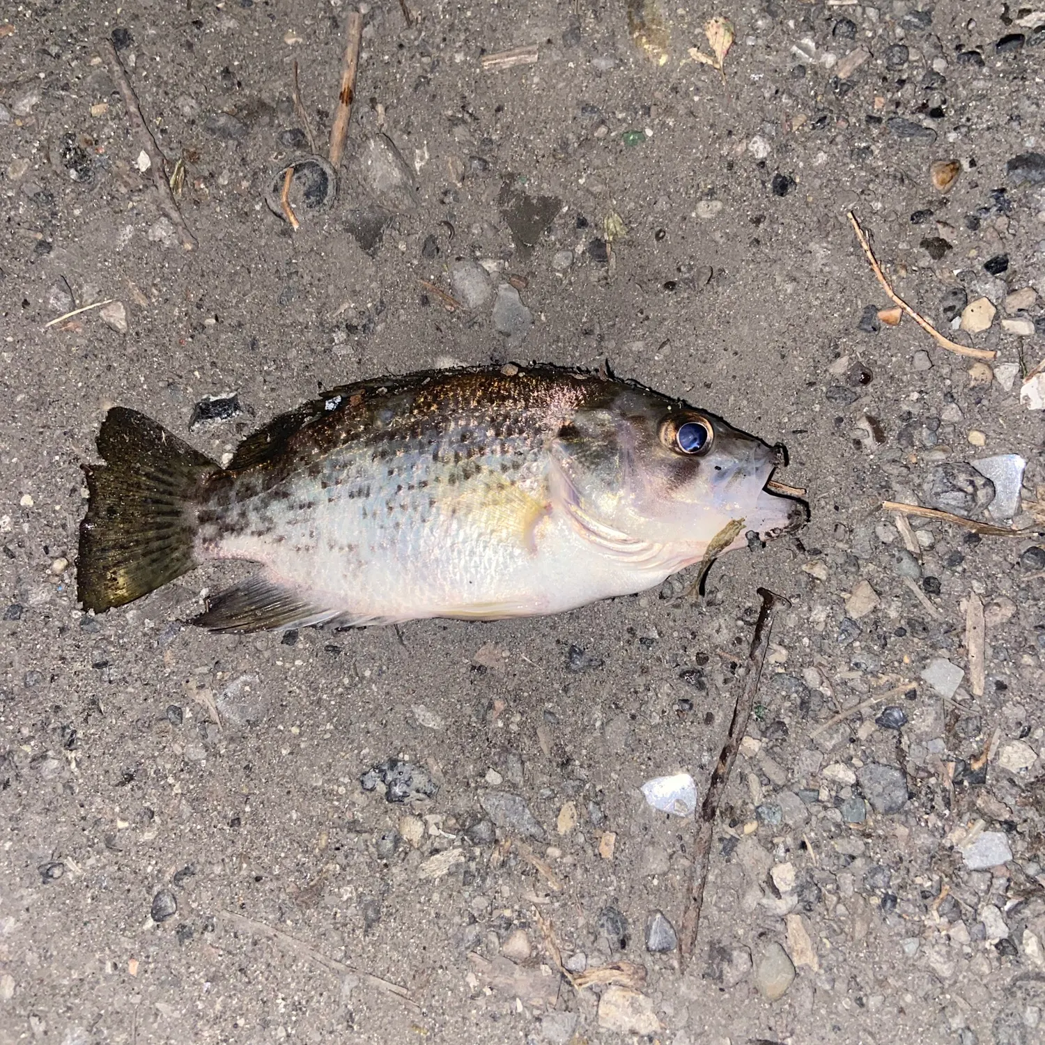 Rock bass caught on Fishbrain