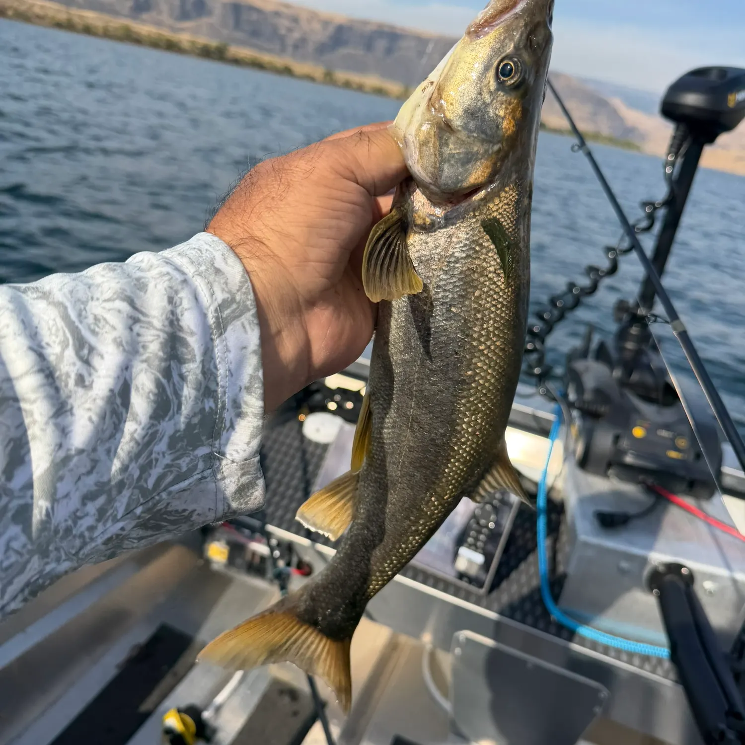 Northern pikeminnow caught on Fishbrain