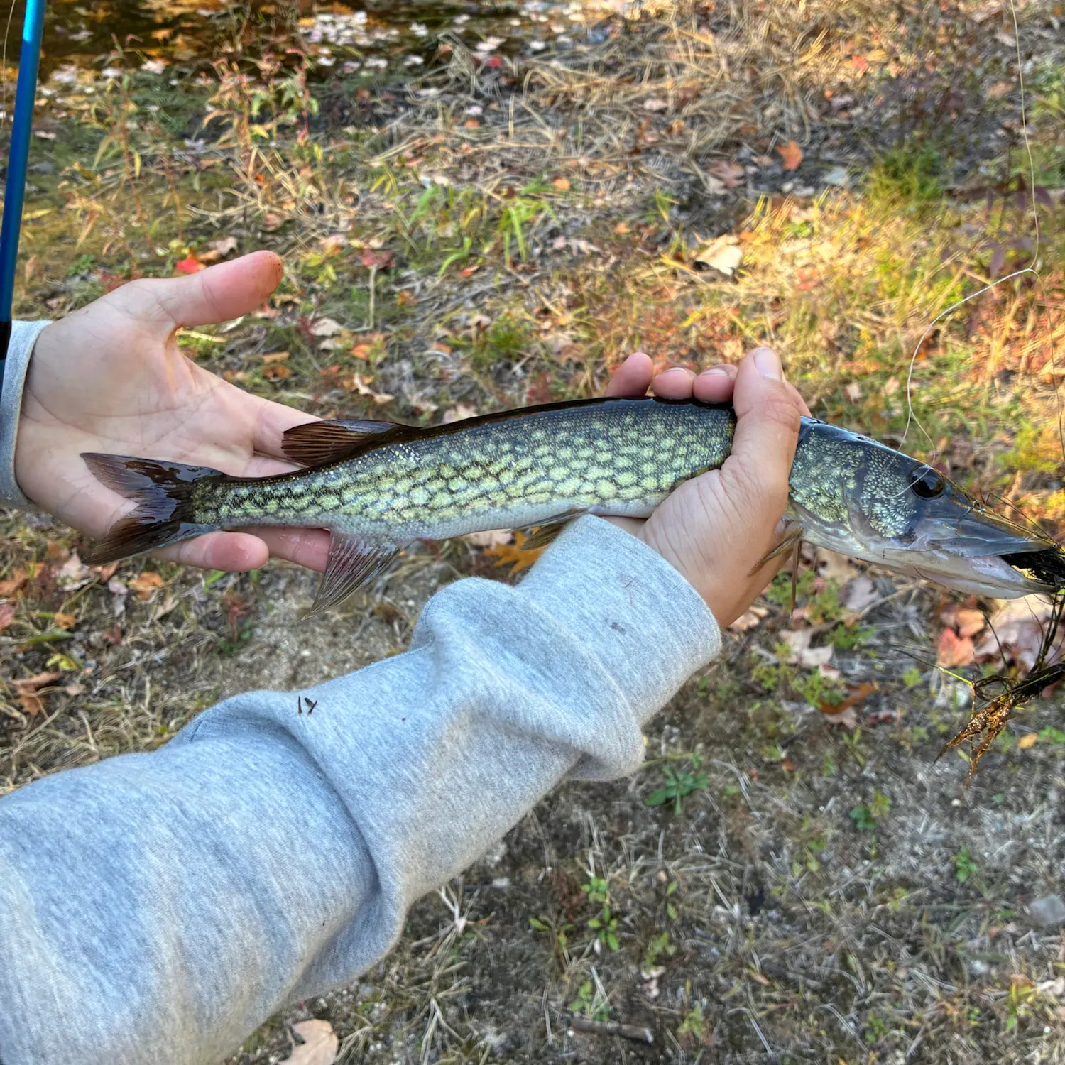 Chain pickerel caught on Fishbrain