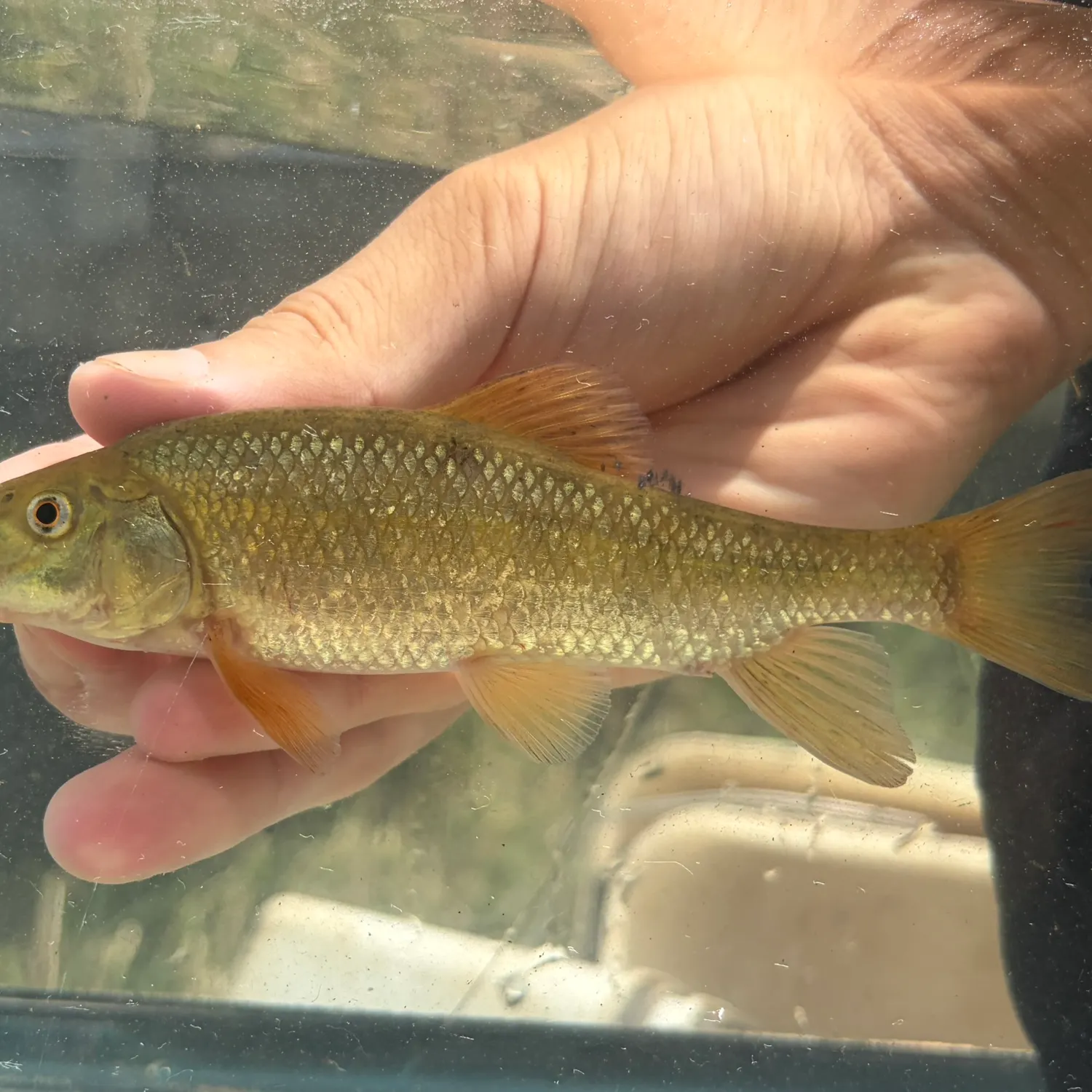The most recent Western creek chubsucker catches on Fishbrain