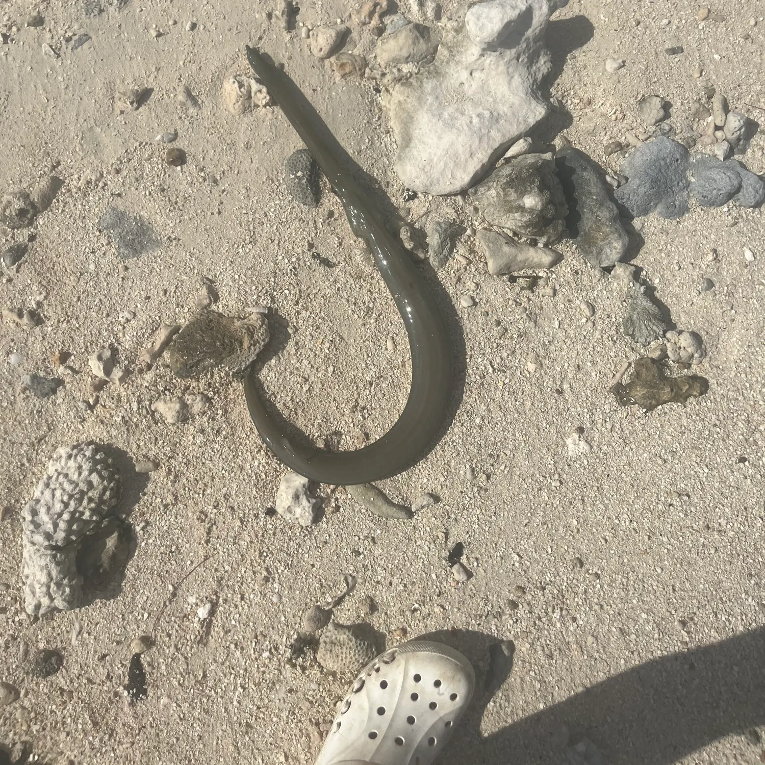 The most recent Red cornetfish catches on Fishbrain