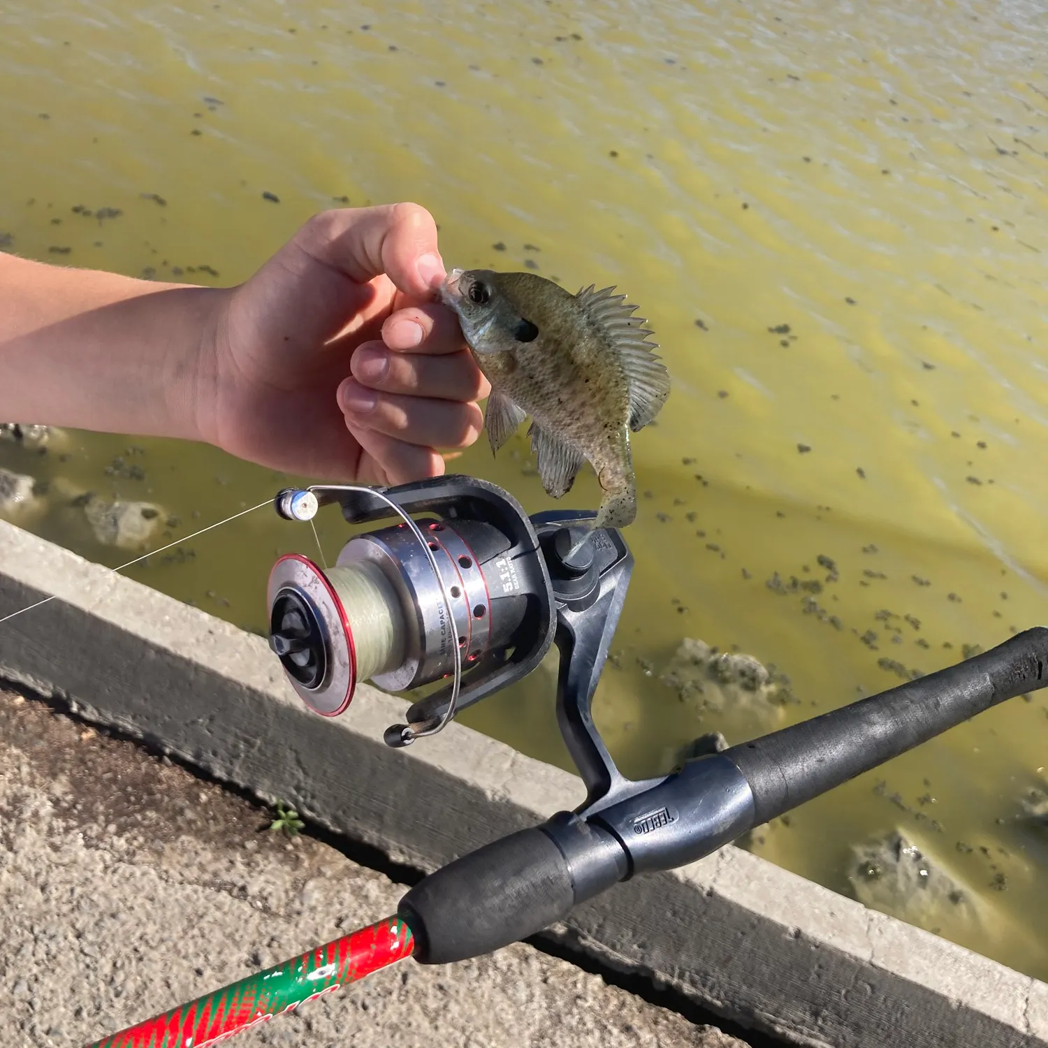 Bluegill caught on Fishbrain