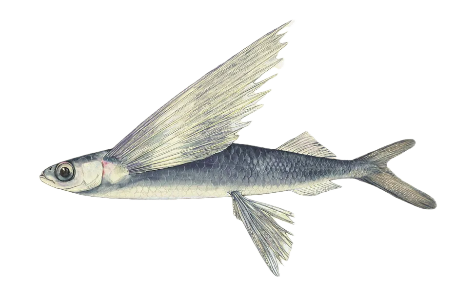 Bennett's flyingfish