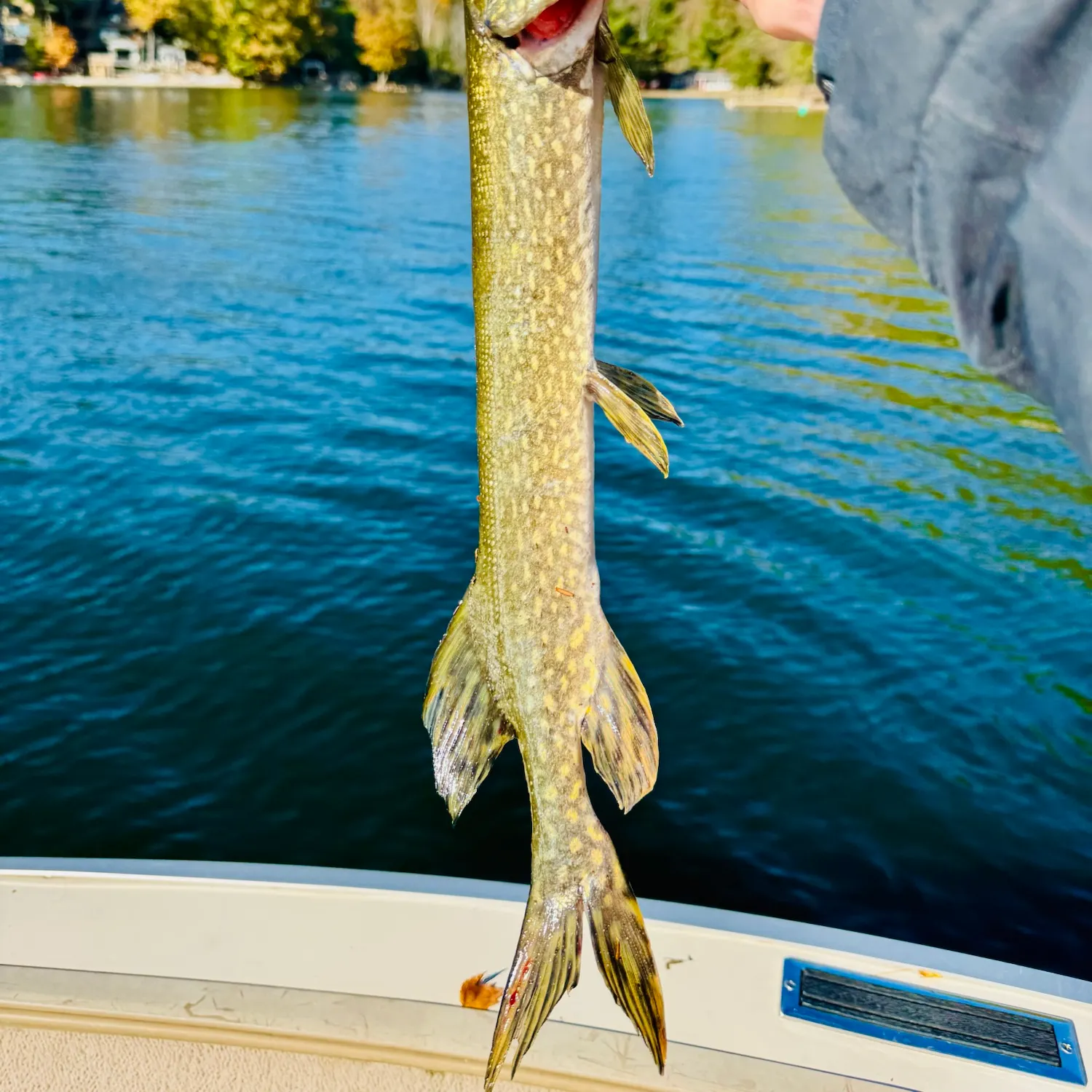 Northern pike caught on Fishbrain