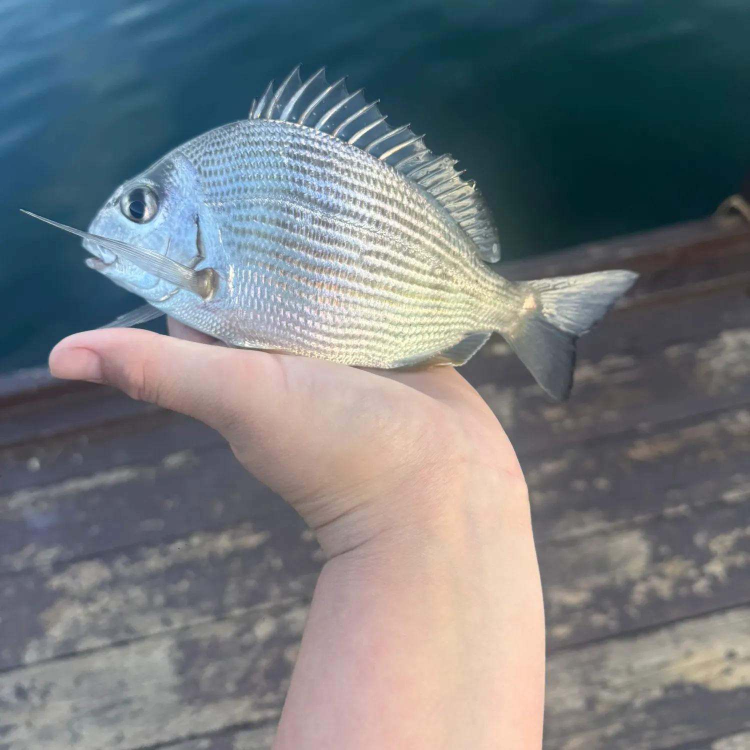 Fish caught on Fishbrain