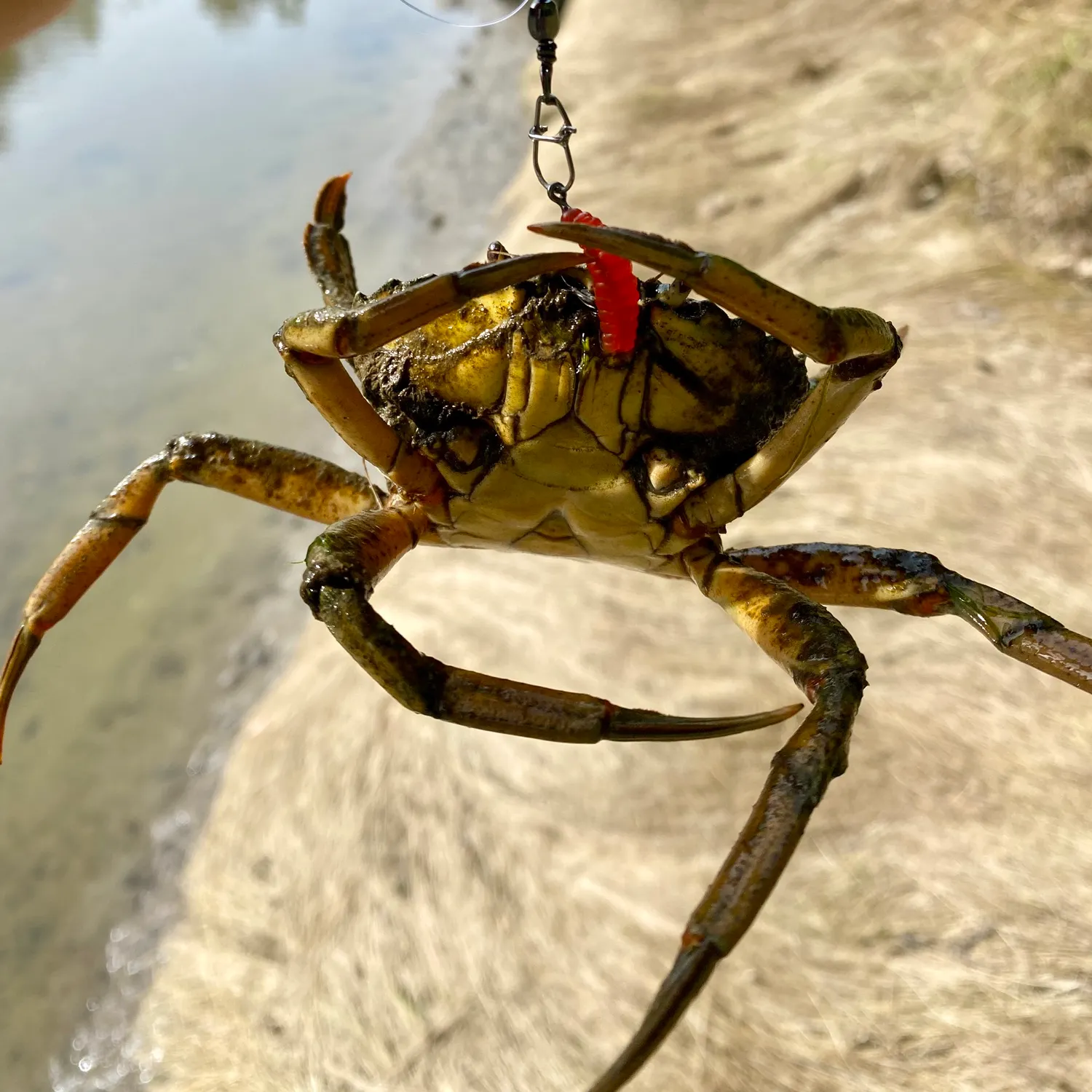 Green crab caught on Fishbrain