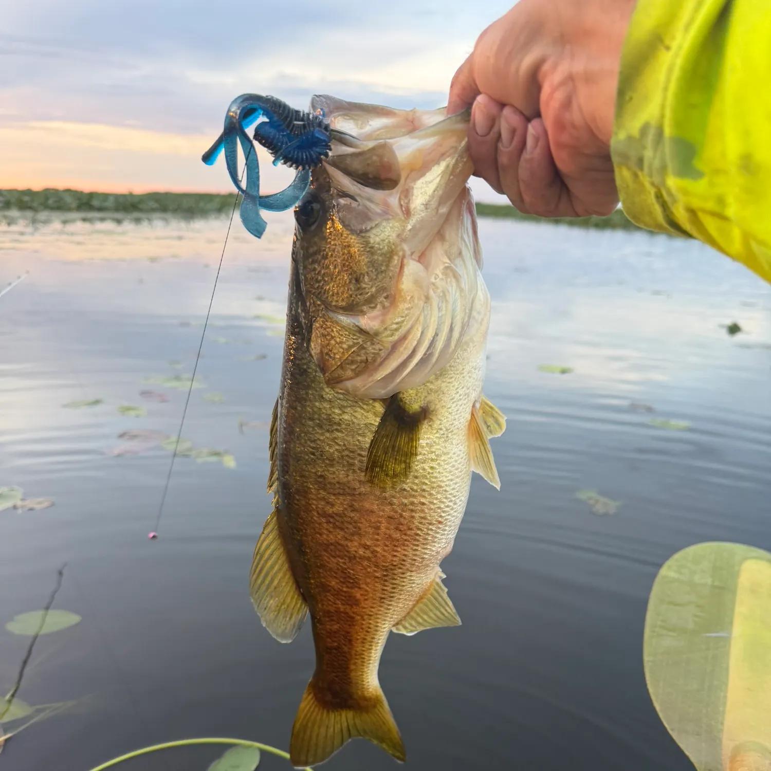 Largemouth bass caught on Fishbrain