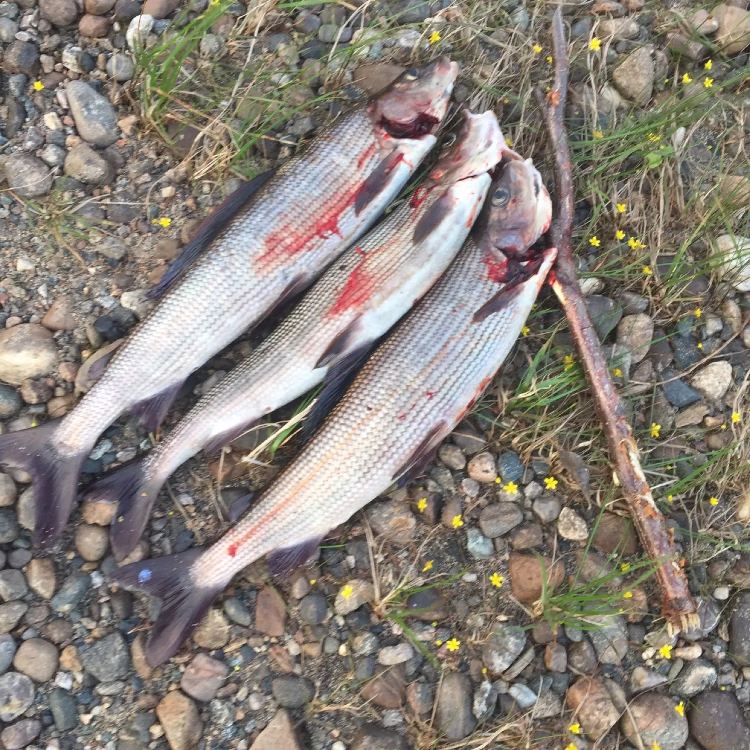 recently logged catches