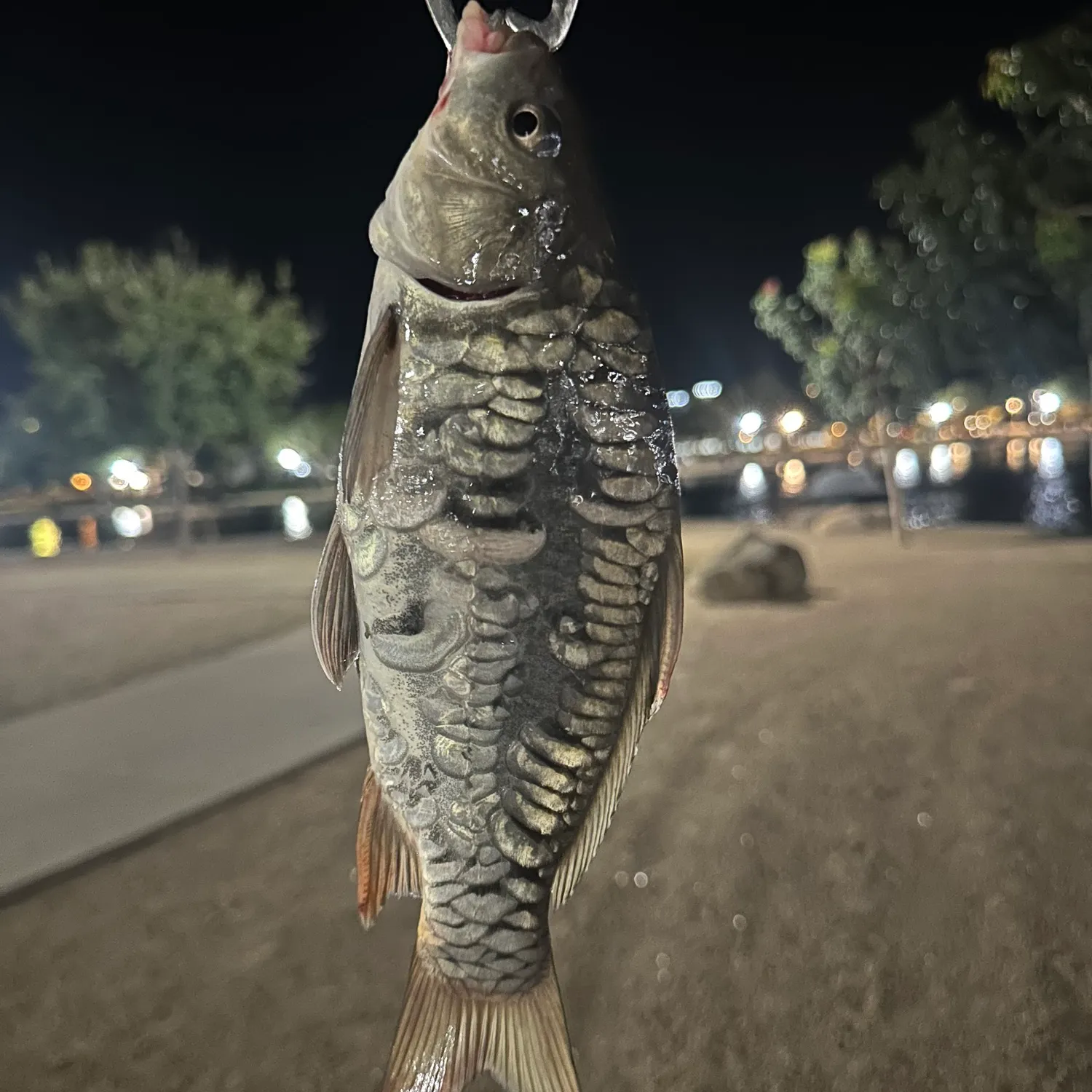 Mirror carp caught on Fishbrain
