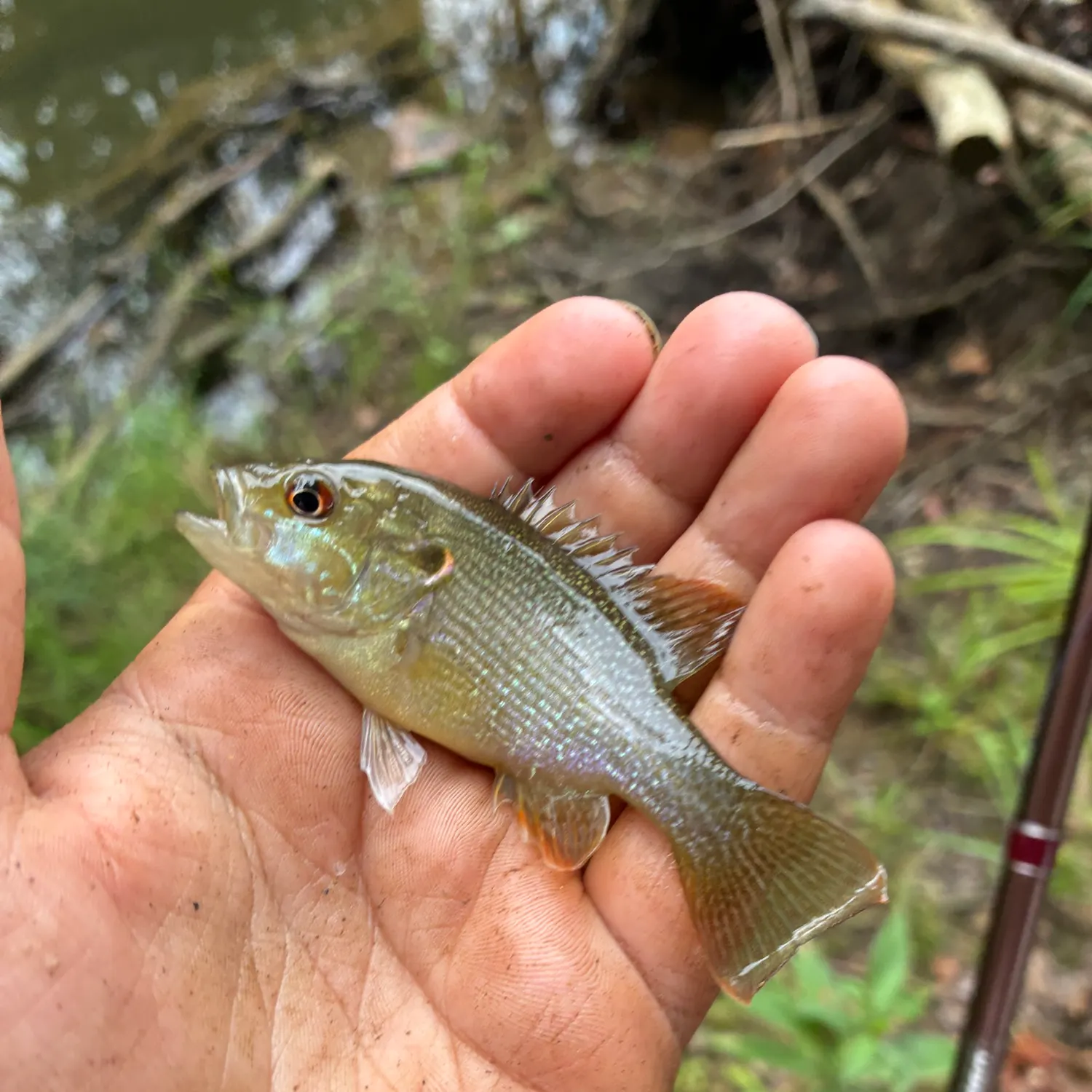 Green sunfish caught on Fishbrain