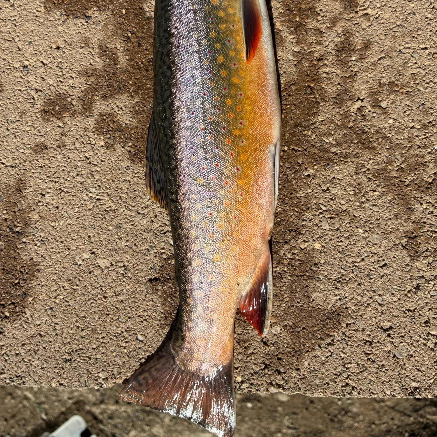 Brook trout caught on Fishbrain