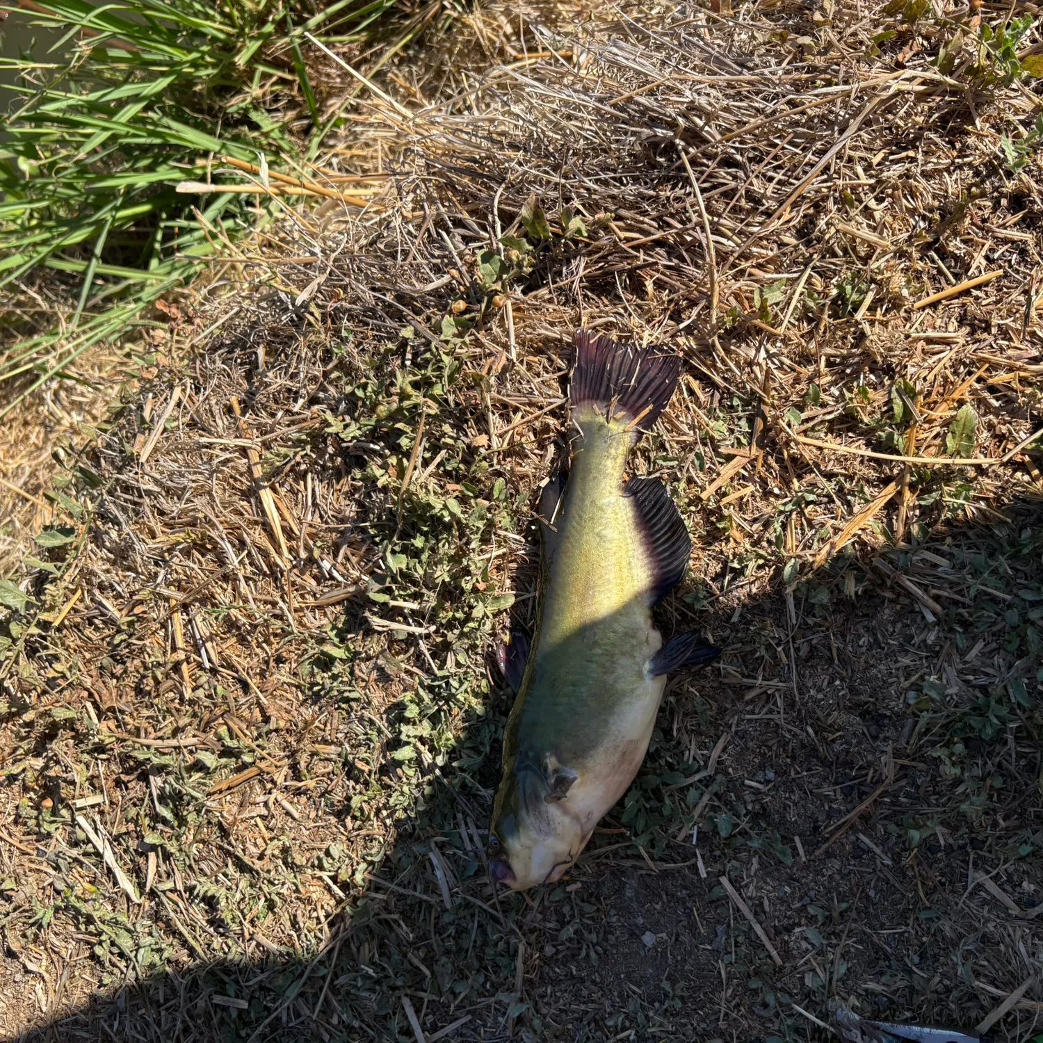 Channel catfish caught on Fishbrain