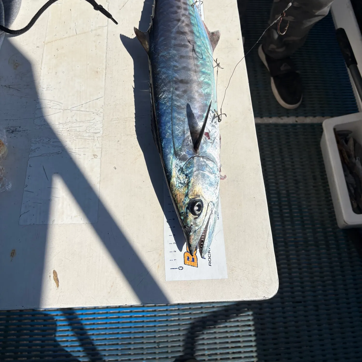 The most recent Narrow-barred Spanish mackerel catches on Fishbrain