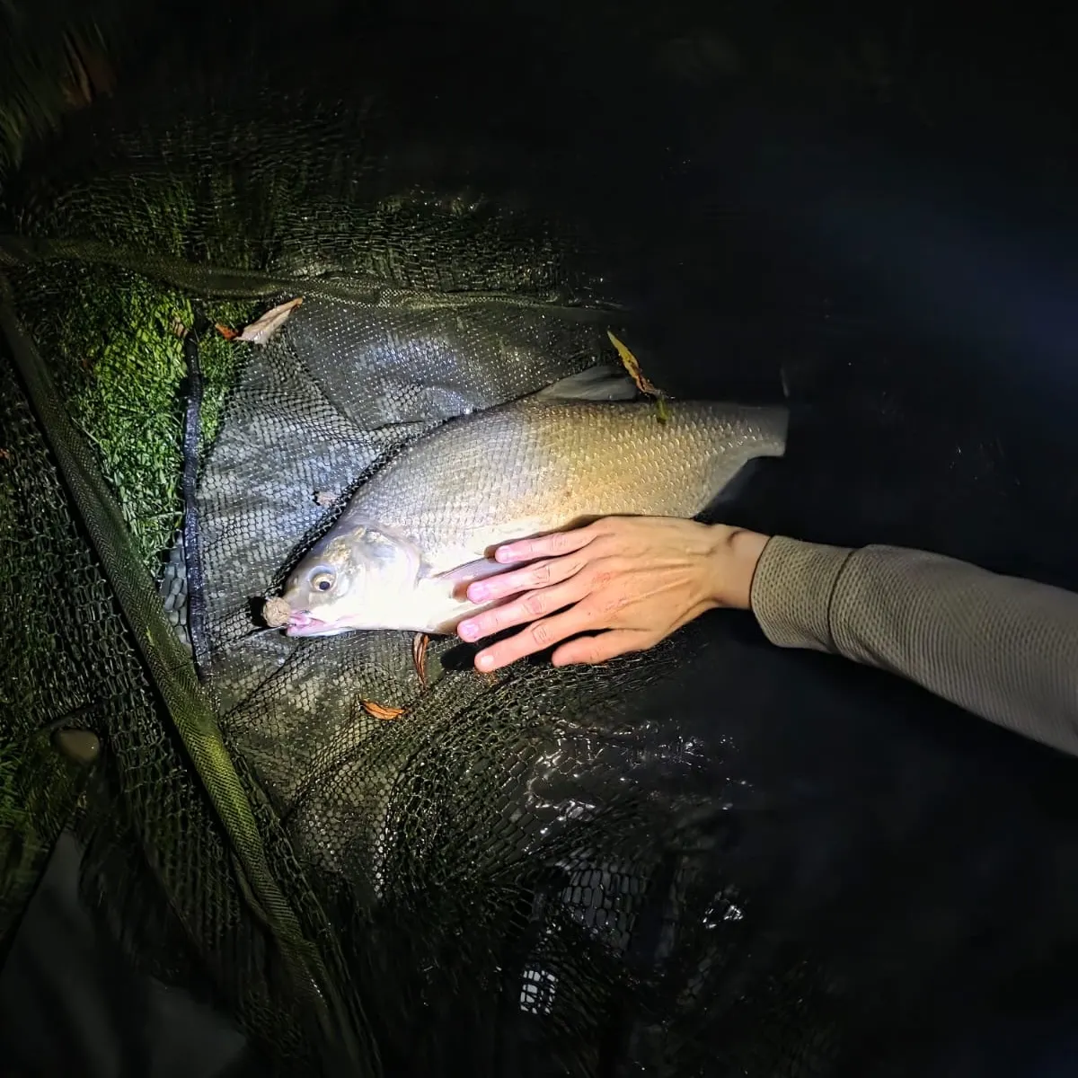 The most recent Common bream catches on Fishbrain