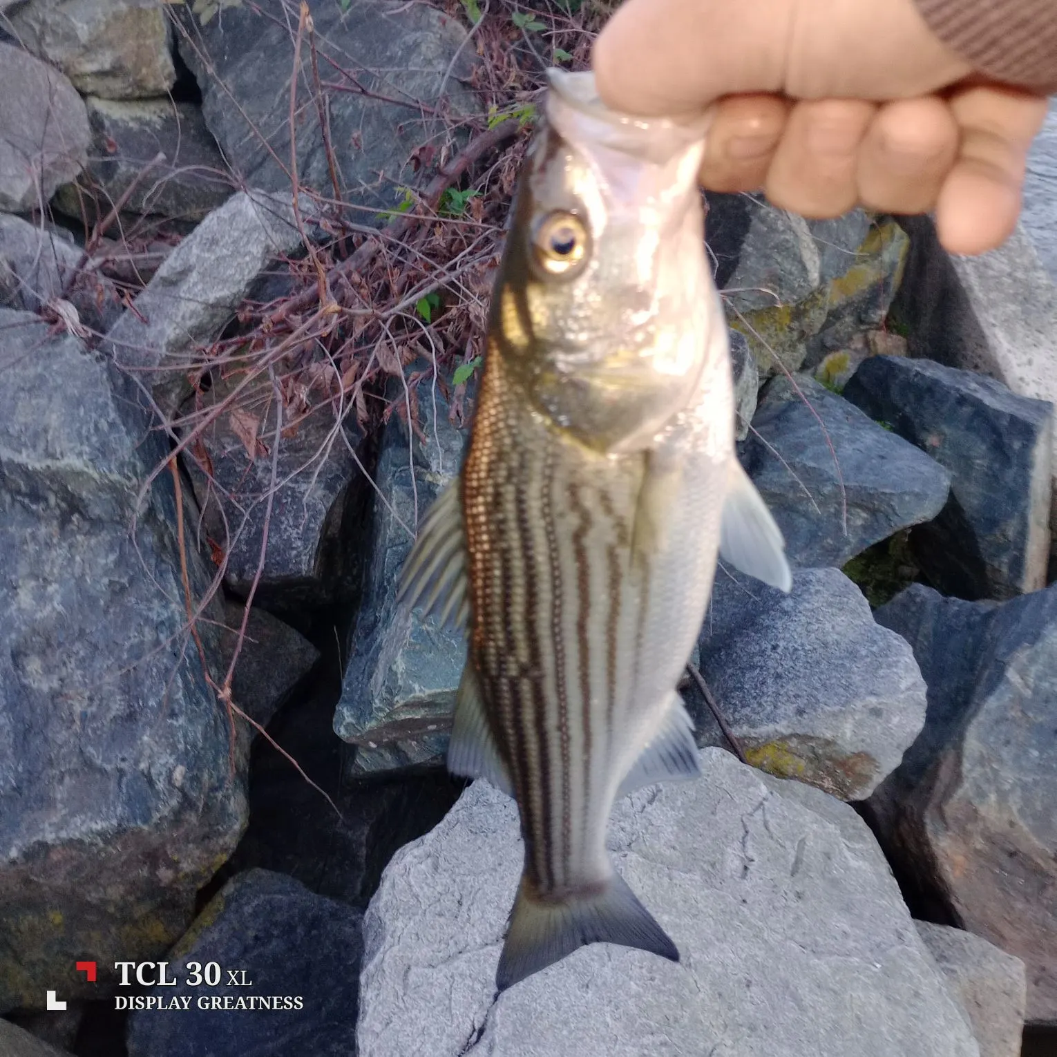 Striped bass caught on Fishbrain