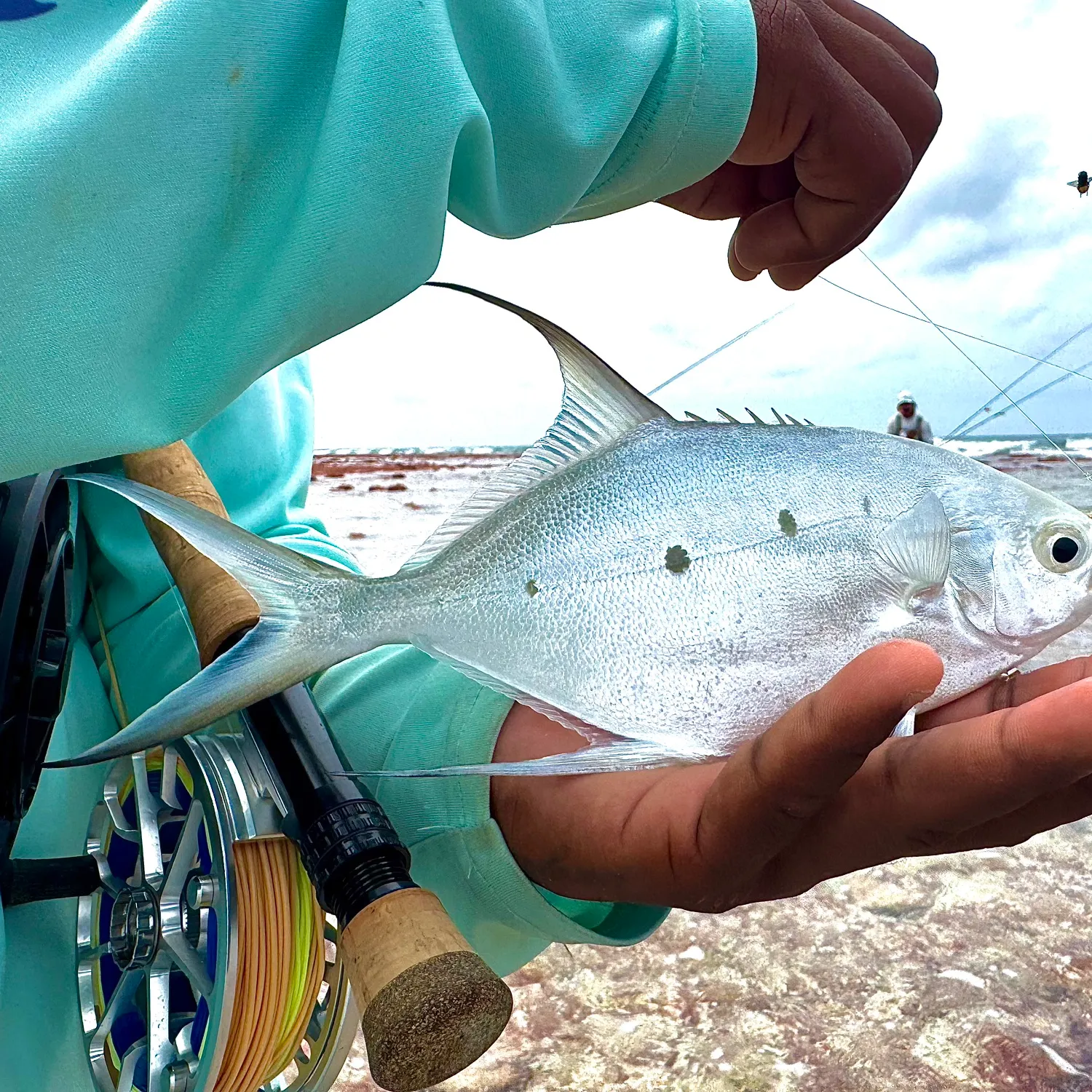 The most recent Largespotted dart catches on Fishbrain