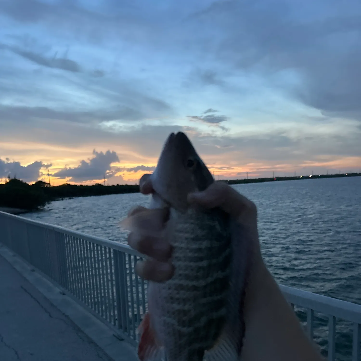 Mangrove snapper caught on Fishbrain
