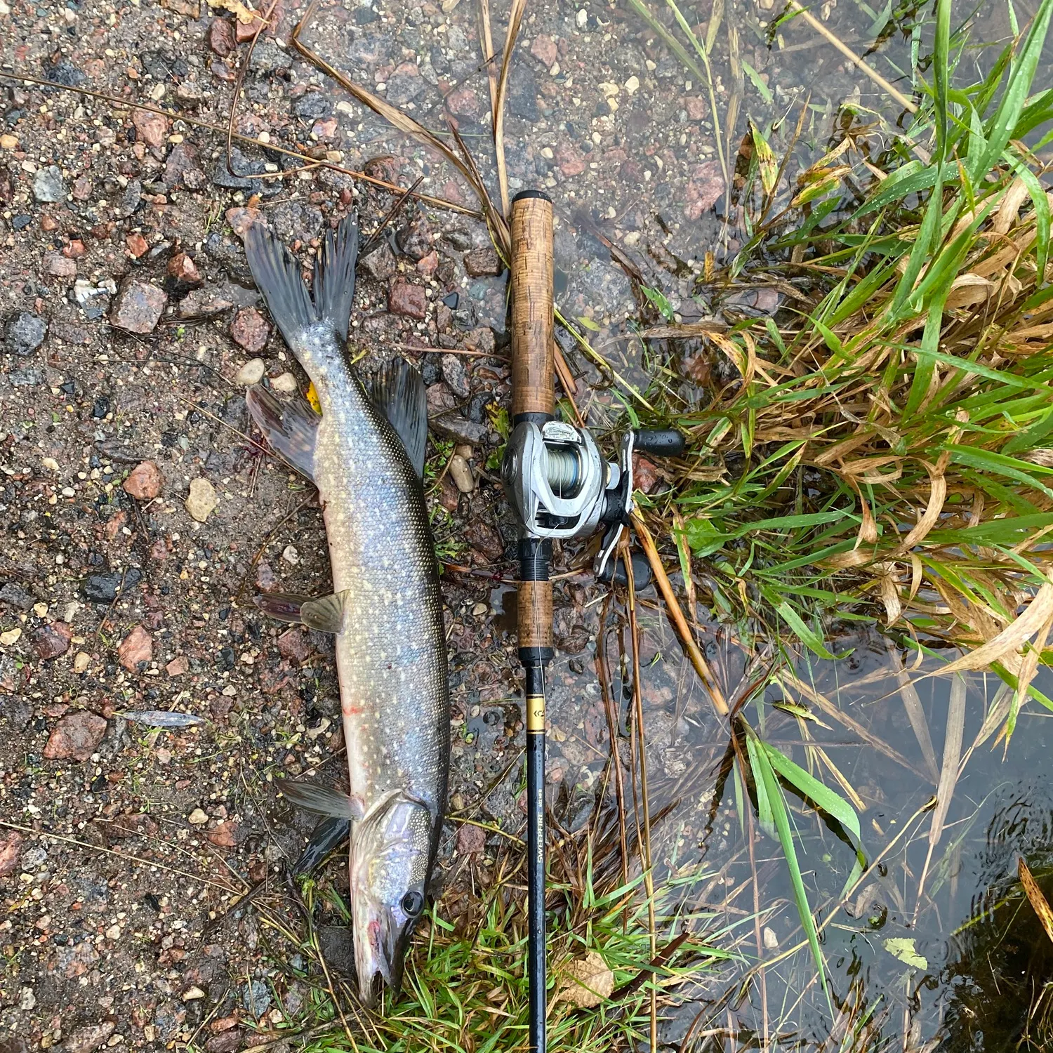 Northern pike caught on Fishbrain