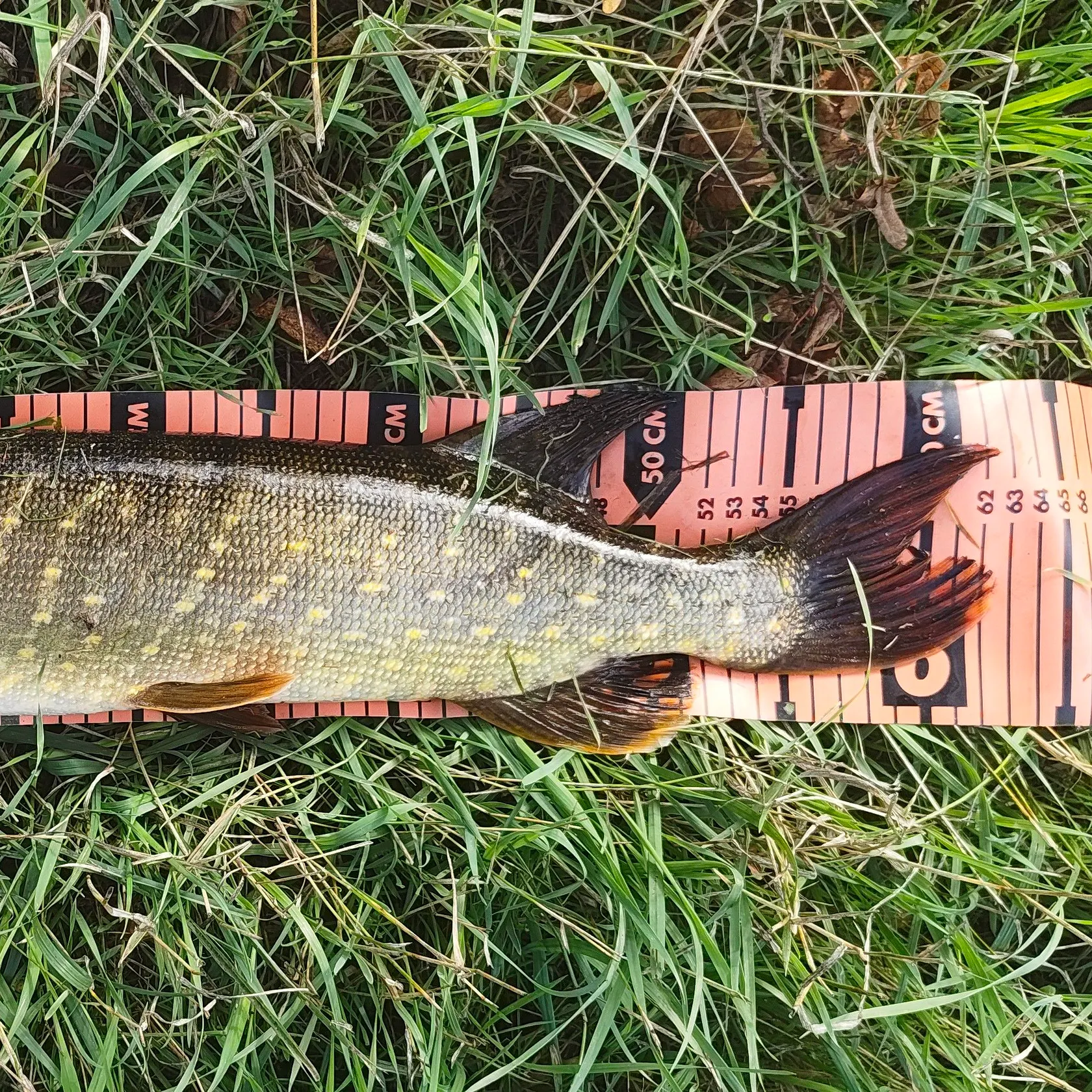 Northern pike caught on Fishbrain