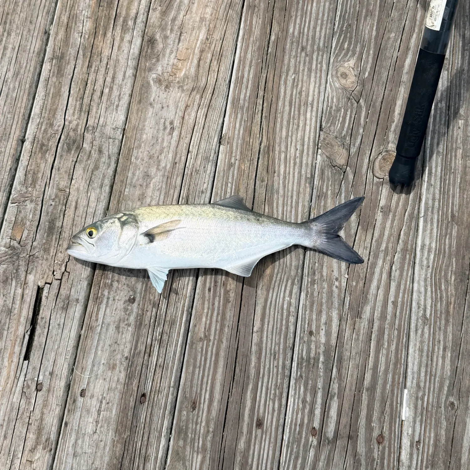 Bluefish caught on Fishbrain