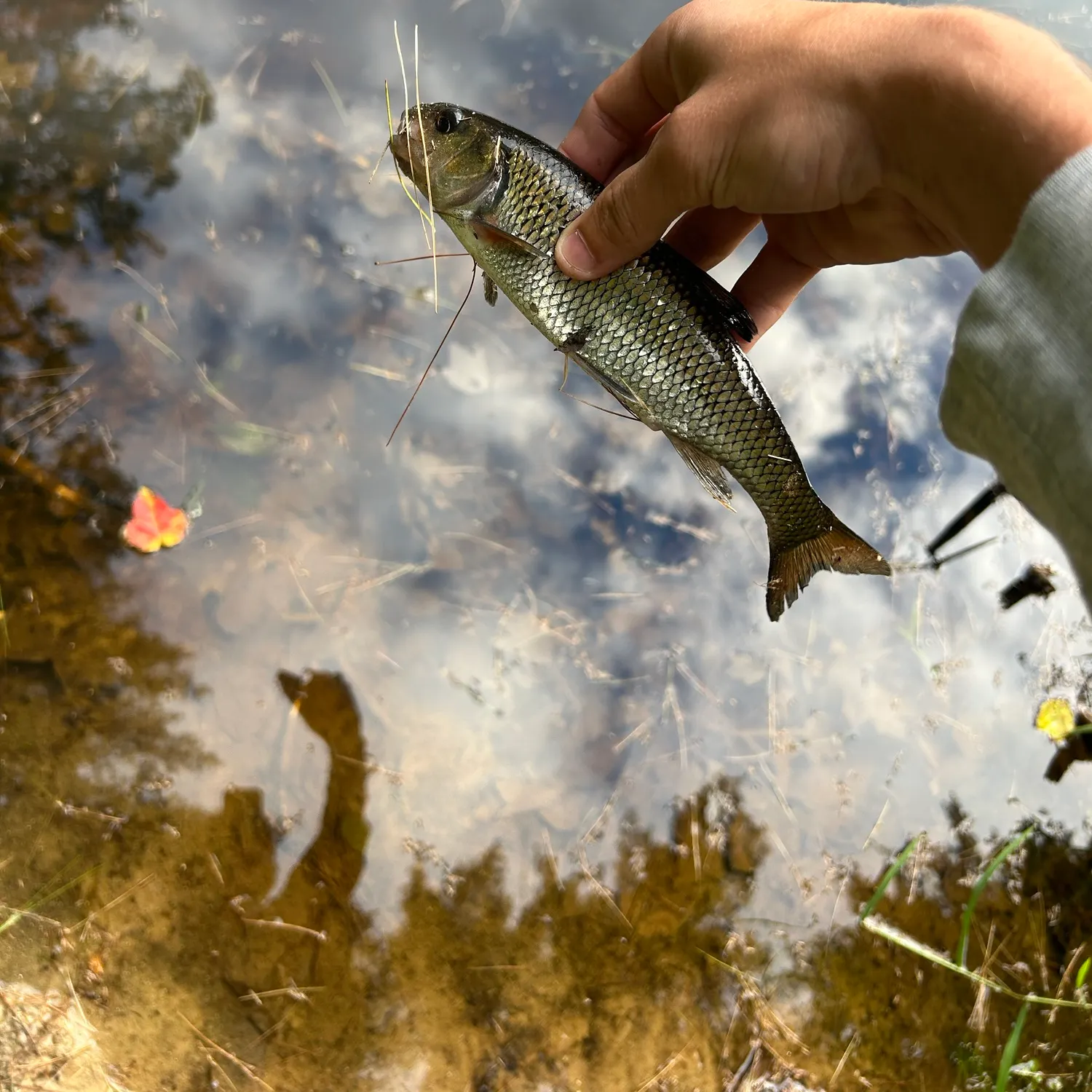 Fallfish caught on Fishbrain