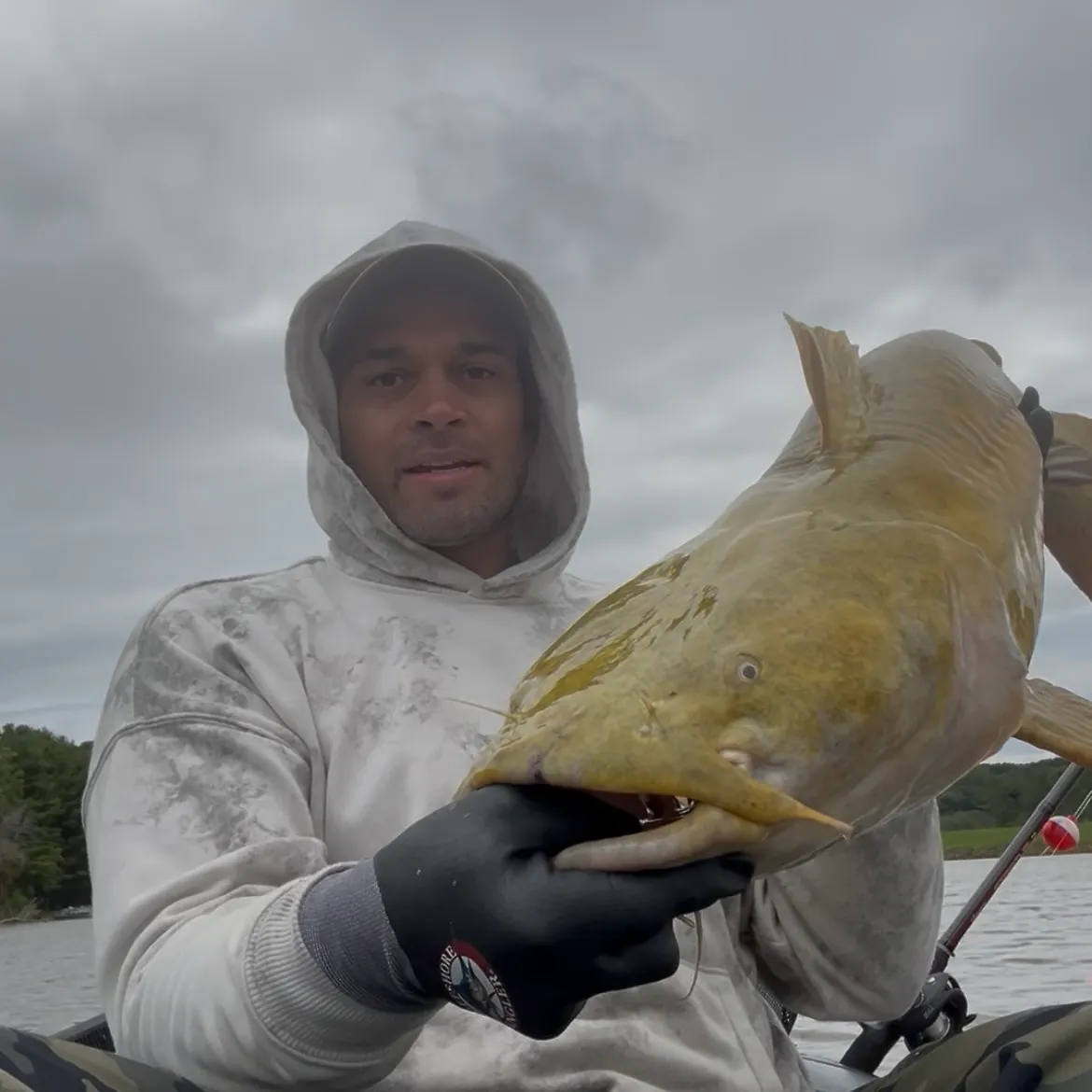 Flathead catfish caught on Fishbrain