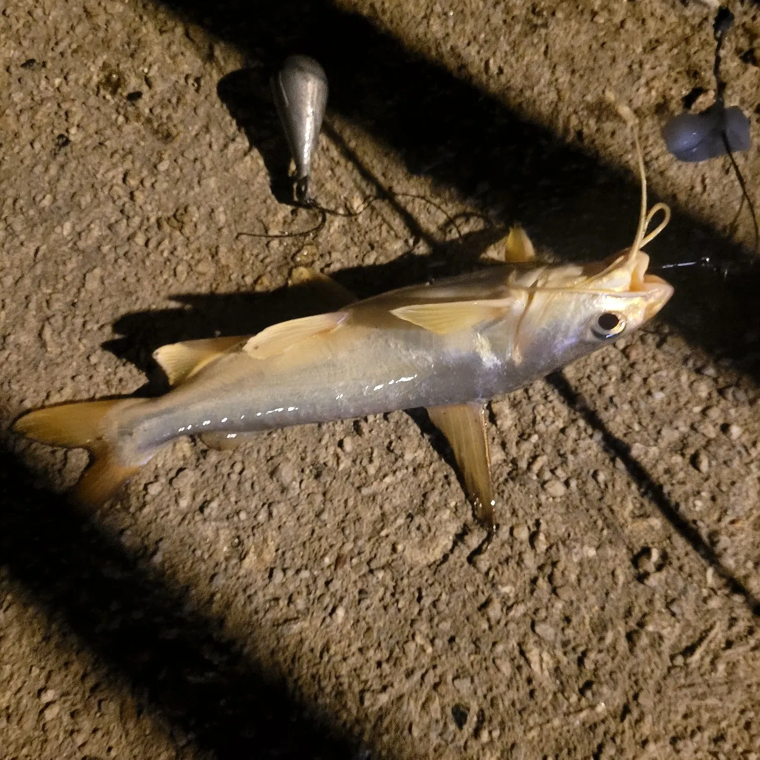 The most recent Giant sea catfish catches on Fishbrain