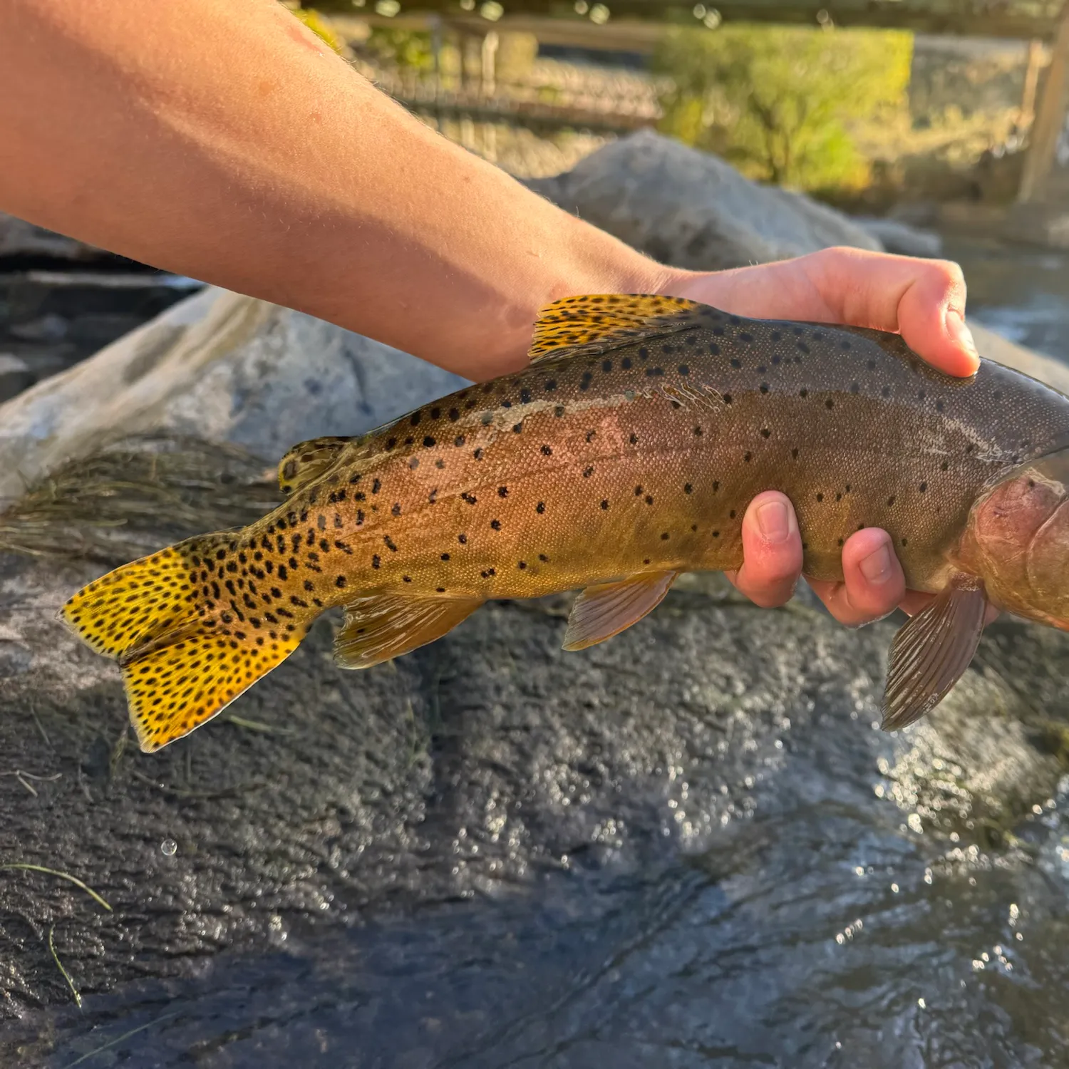 The most recent Bonneville cutthroat trout catches on Fishbrain