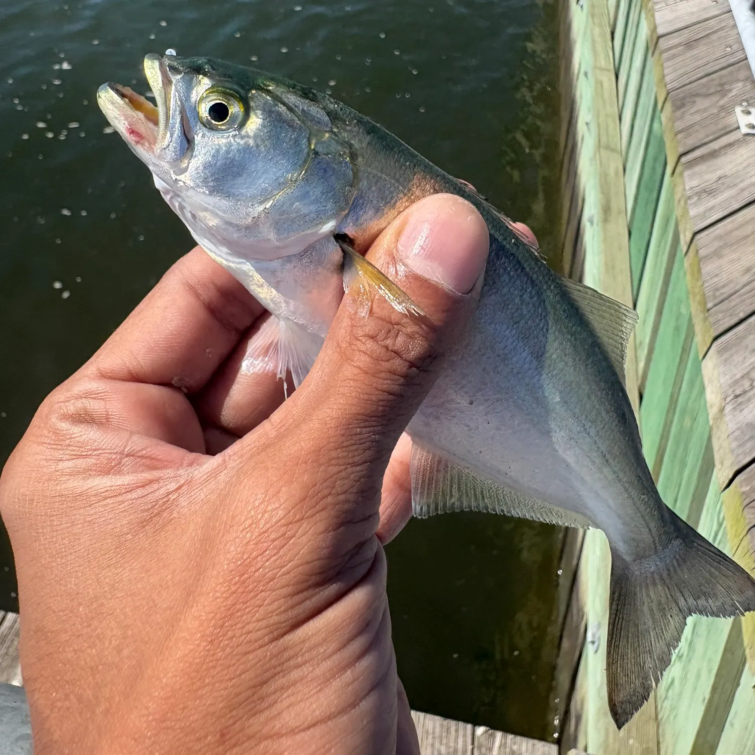 Bluefish caught on Fishbrain