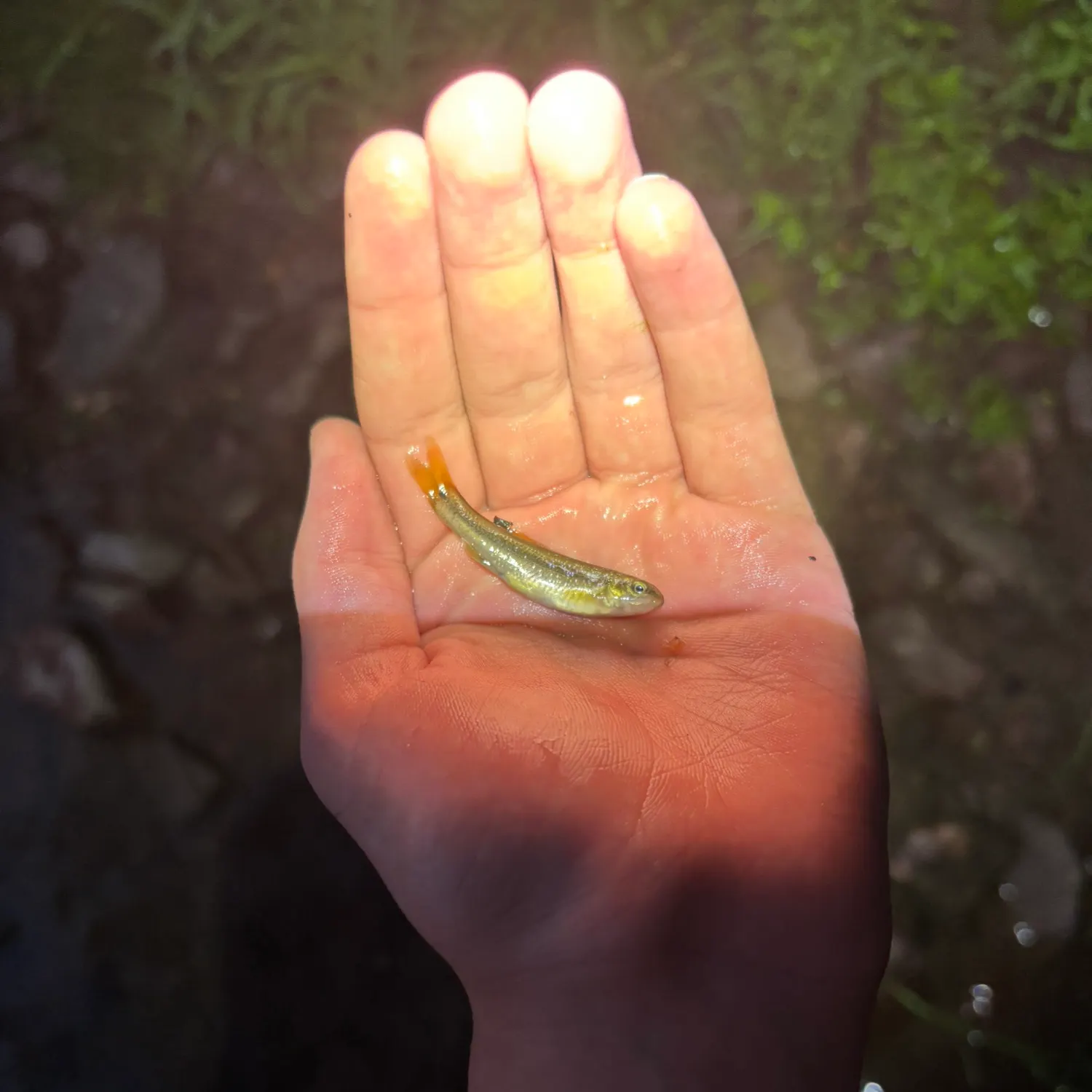 The most recent River chub catches on Fishbrain